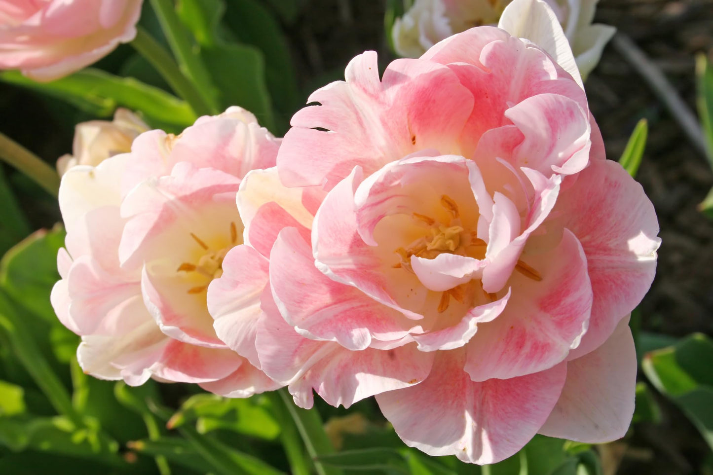 Pink Foxtrot Double Tulip Bulbs for Planting - Easy to Grow Perennial Tulips (10 Bulbs)