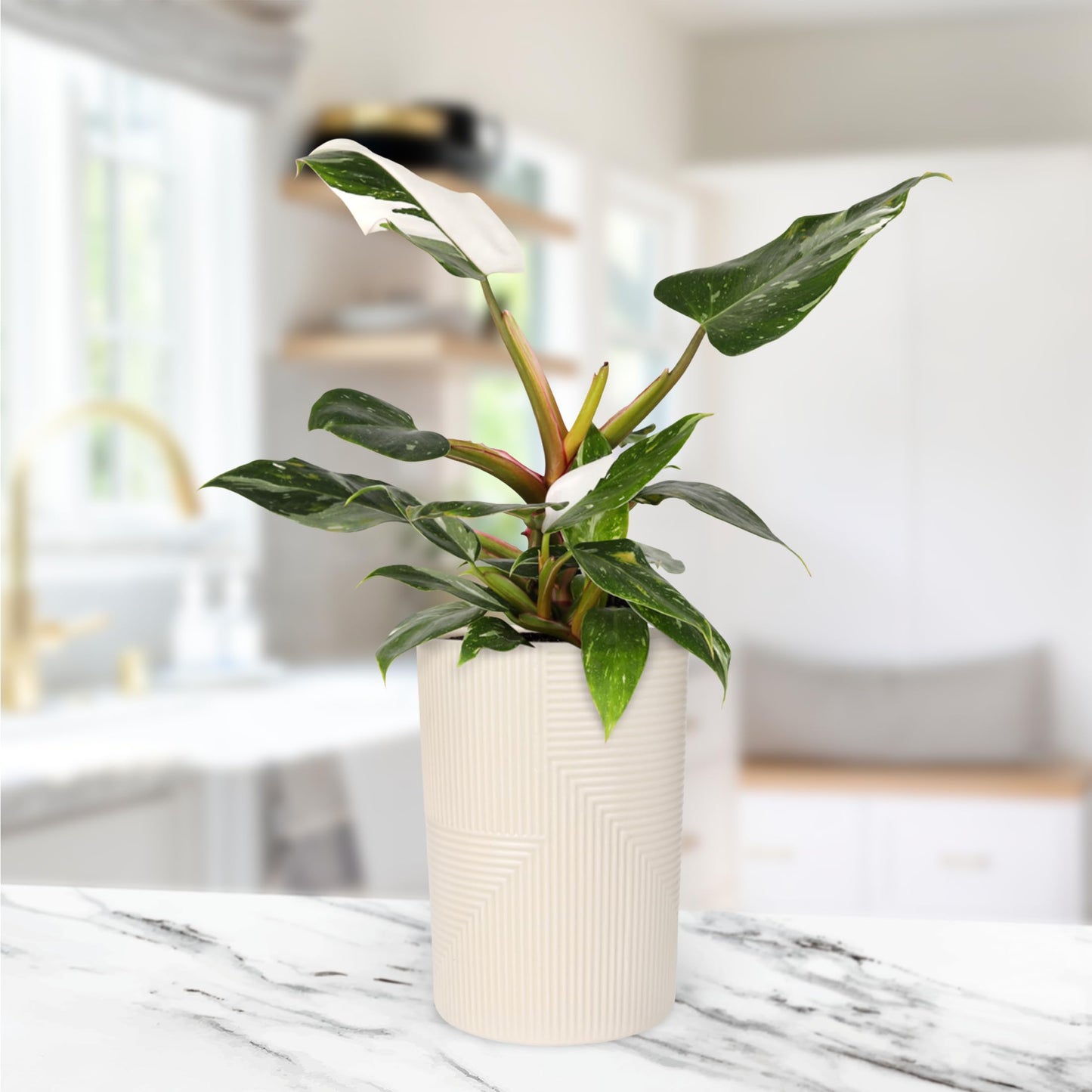 Green Circle Growers White Princess Live Indoor Plants in 5" Beige Rockefeller Pot, House Plant
