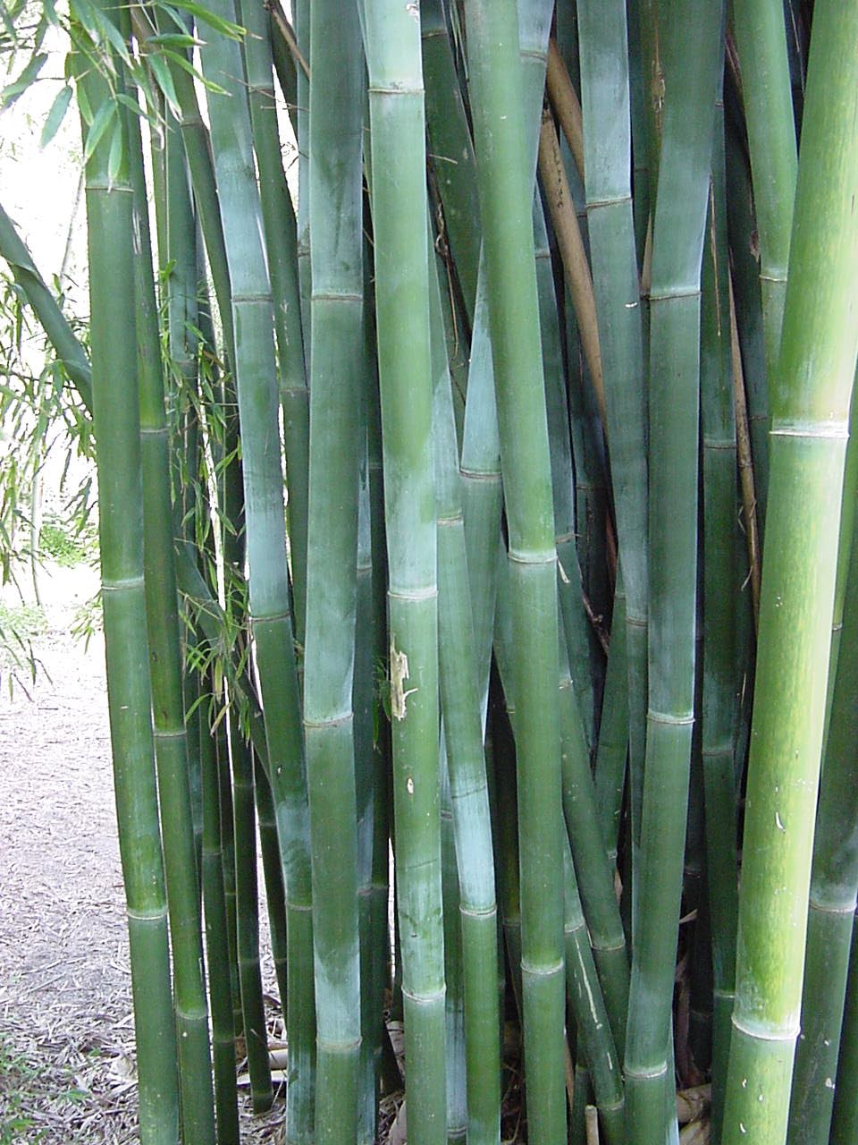 Giant Weavers Royal Bamboo Wong Chuk - Bambusa textilis 'Kanapaha' - 1 Gallon Size