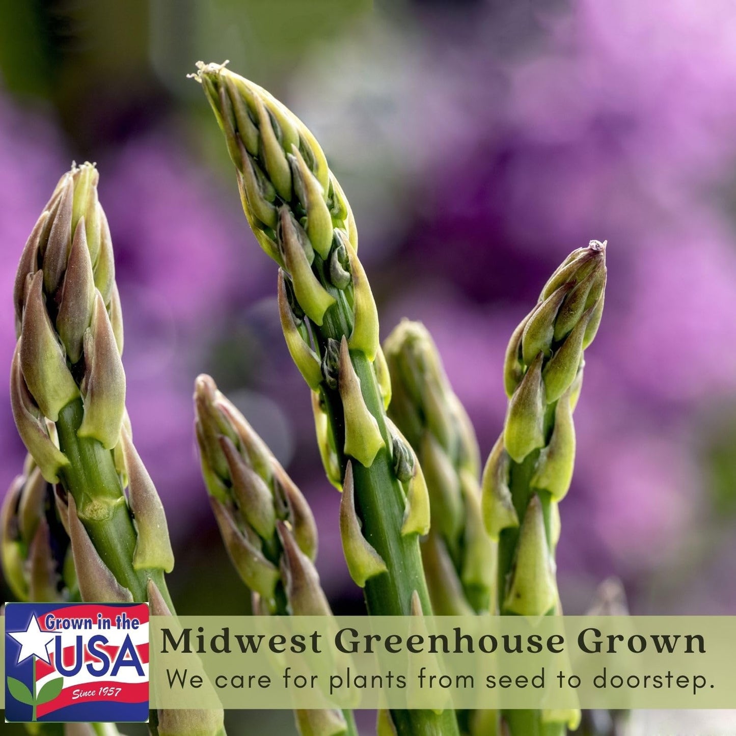 Clovers Garden Asparagus Plants- Two (2) Live Plants – Non-GMO - Not Seeds - Each 4" to 8" Tall – in 4" Inch Pots - High-Yield, Perennial