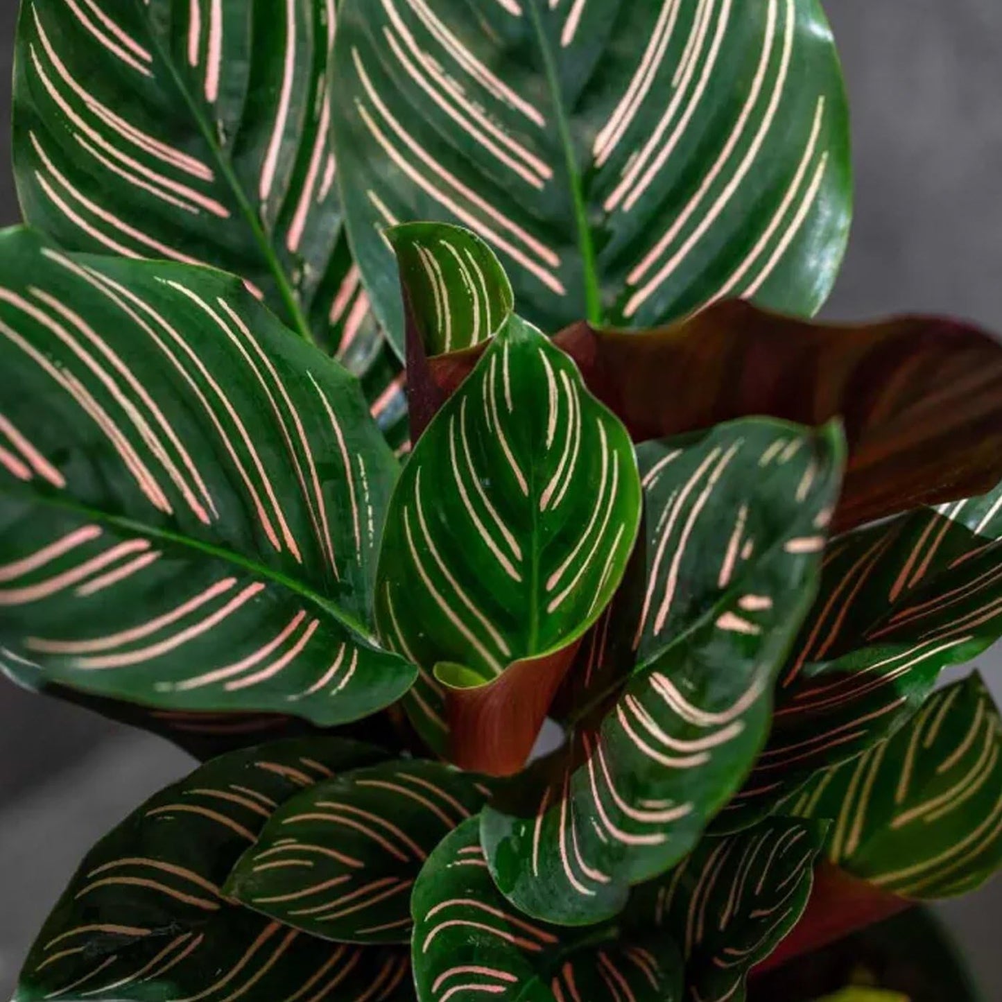 Pinstripe Calathea - 2 Live Starter Plants - Calathea Ornata - Beautiful Easy Care Vining Indoor Houseplant