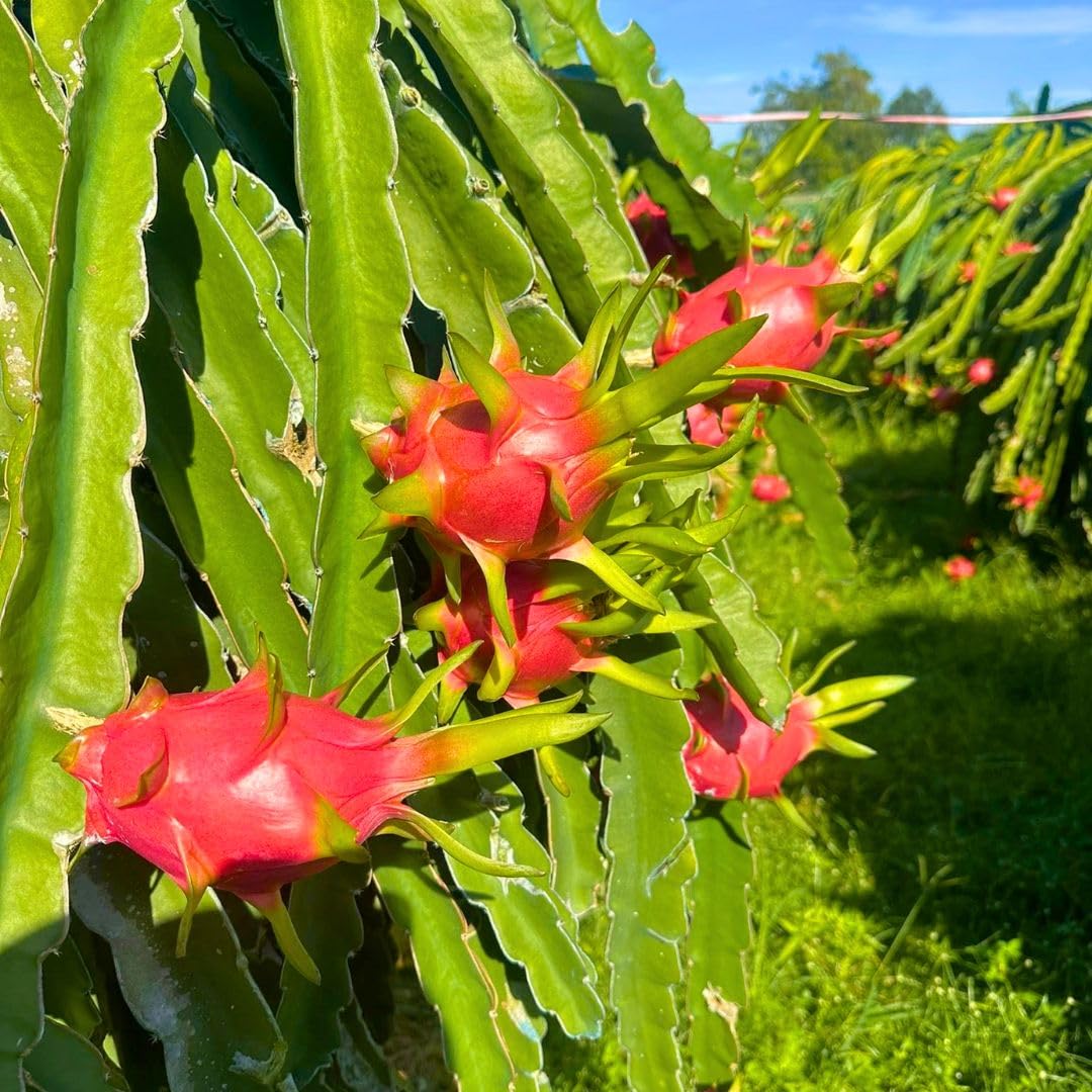 4" Red Dragon Fruit Live Plant, Tropical Dragon Fruit Live Plant in Pot, Tropical Tree for Planting Garden