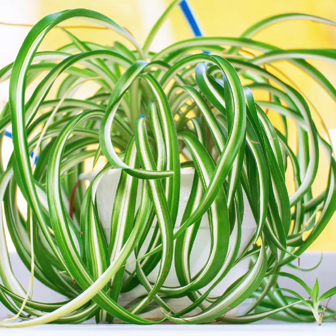 Airplane Spider Plant Live, Curly Spider Plants Live Houseplant in 4 Inches Pot, Indoor Oudoor Decor, Can Grow in Hanging Basket