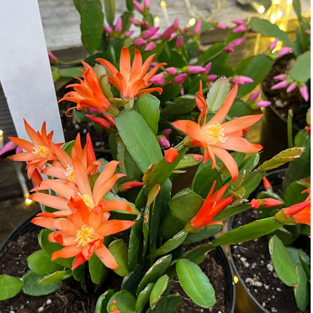 Christmas Cactus Plants Live, Thanksgiving Cactus Easter Cactus Like, 4-8 Inc Tall, Cold Hardy, Holiday Cactus for Indoor Outdoor Planting, Starter Size (Random Single Bloom)