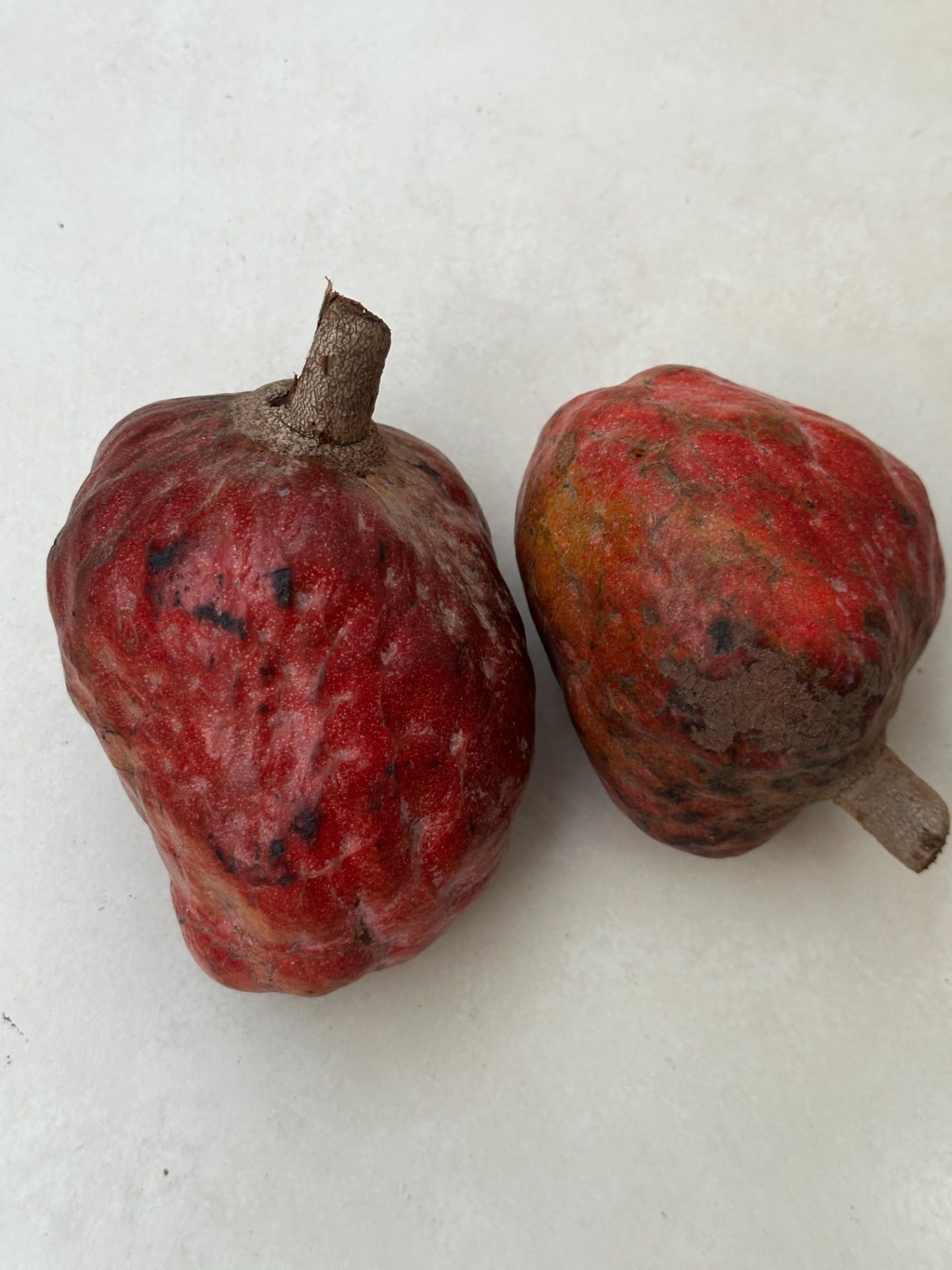 Red Custard Apple Tree – 8–12 in Live Tropical Fruit Tree Seedling (Annona reticulata L) | Naturally Grown from Seed | Sweet, Creamy Red-Fleshed Fruit | Rare Fast-Growing Live Plant