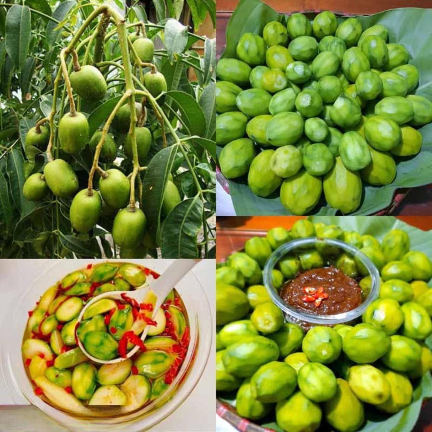 2-3Ft June Plum Tree Live Plant, 3 Years Old Tropical June Green Plum Fruit Trees, Zones 10-11 Outdoor Planting