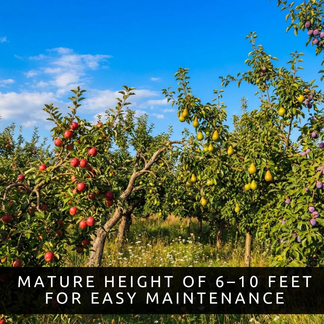 Apple, Plum & Pear Trees (3-Pack) – Dwarf Fruit Trees, Easy Grow Backyard Orchard Starter Kit (6 Pack - 2 of Each)