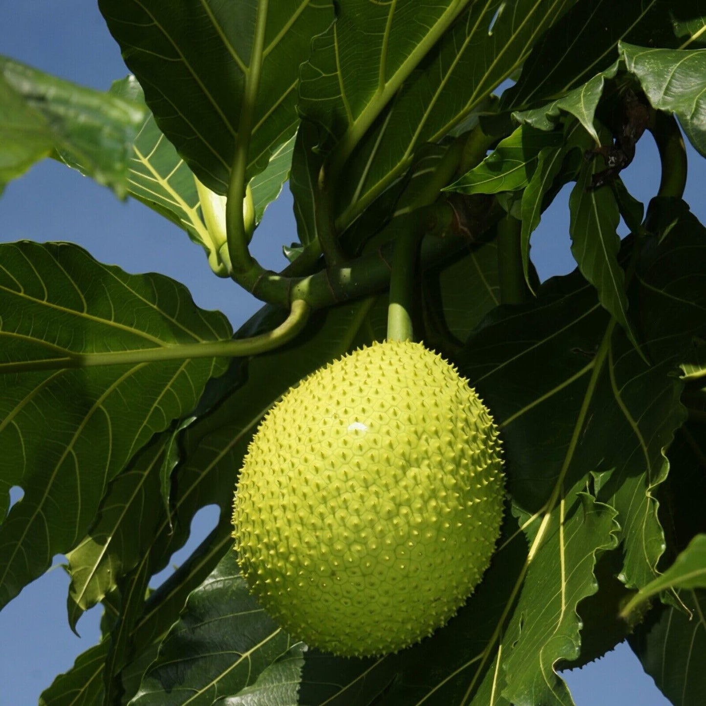 Breadfruit Plant, Breadfruit (Artocarpus altilis) Tropical Live Fruit Tree, Tropical Live Fruit Seedling