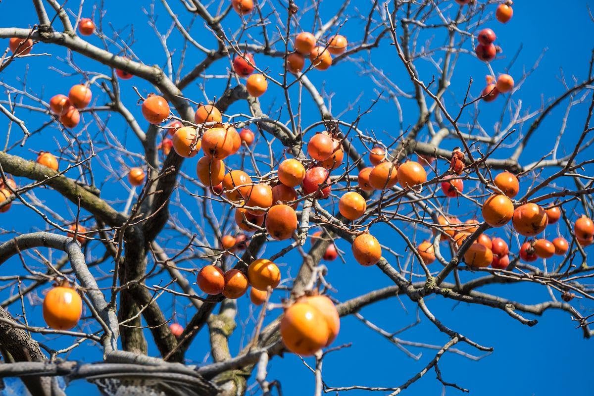 100 Pcs Persimmon Tree Seeds. Japanese Persimmon Fruit Tree Seeds for Planting. Exotic Fuyu Persimmon Seeds, Non-GMO Diospyros Kaki Seeds for Home Gardening
