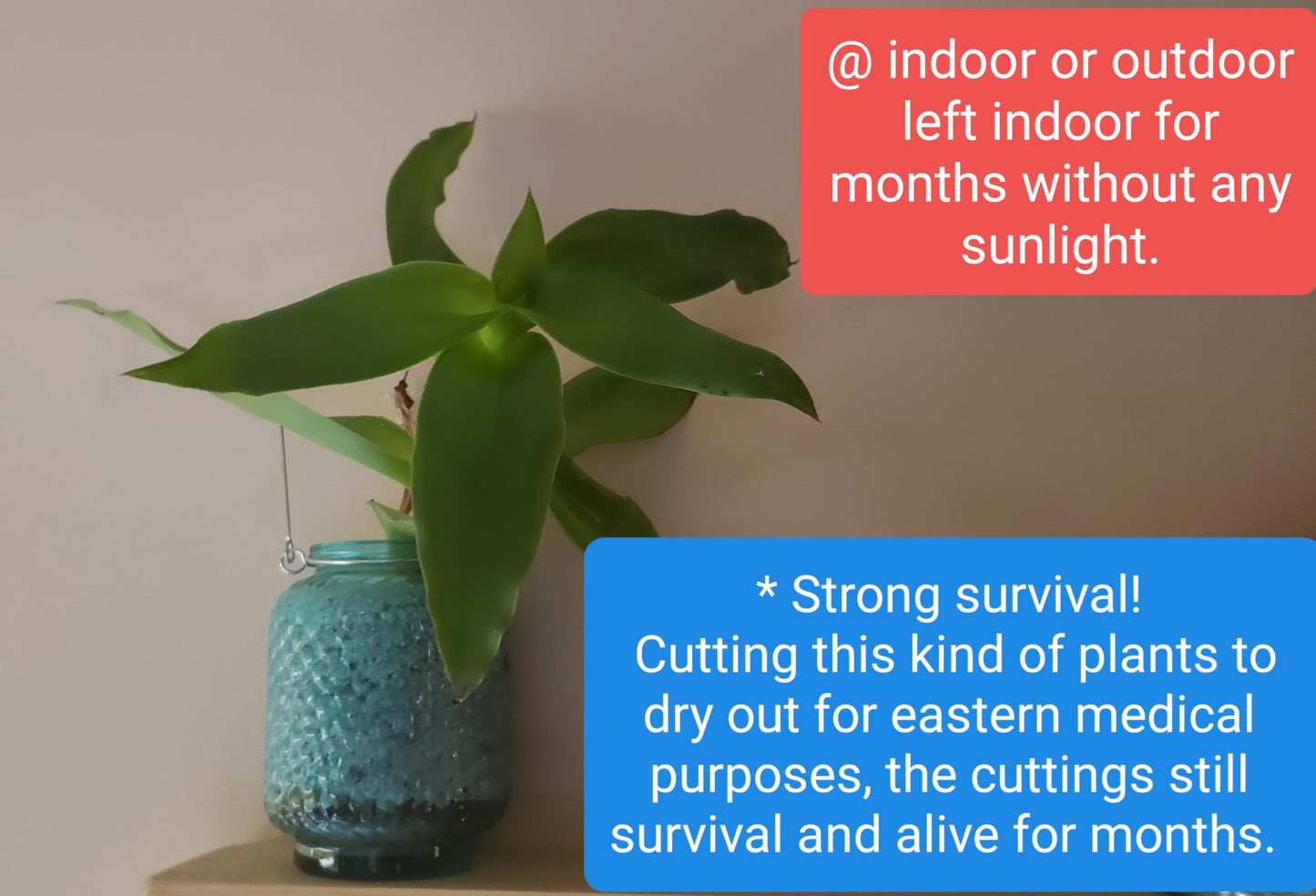 5 Callisia Fragrans, Basket Plant Live Cutting, House Plant Live, 5-7 inches Tall Easy to Plant. in House Plant. Nice Green in desks..Friends to Animal Easily to take Care.