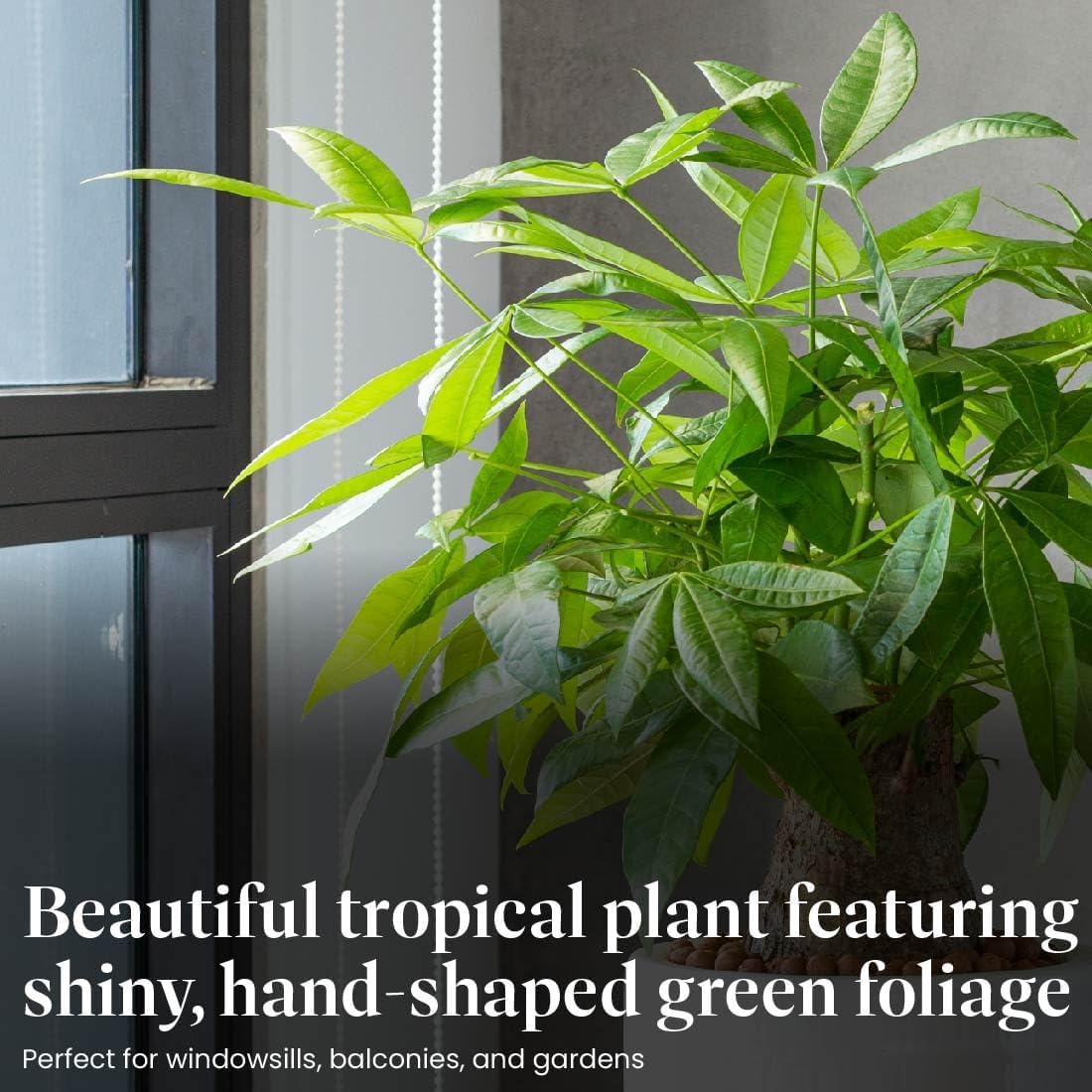 American Plant Exchange Money Tree – 4-Inch Pot with Cover – Live Easy Care Indoor Houseplant, Air-Purifying, Low-Light Bonsai Plant for Home, Office & Garden Decor