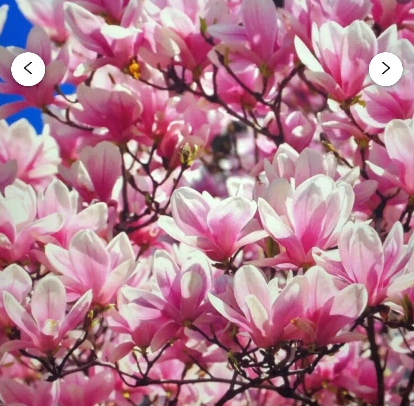 Live Plant - Magnolia Hybrid Tree-18-28 Inches TallHardy in Zones 4-9