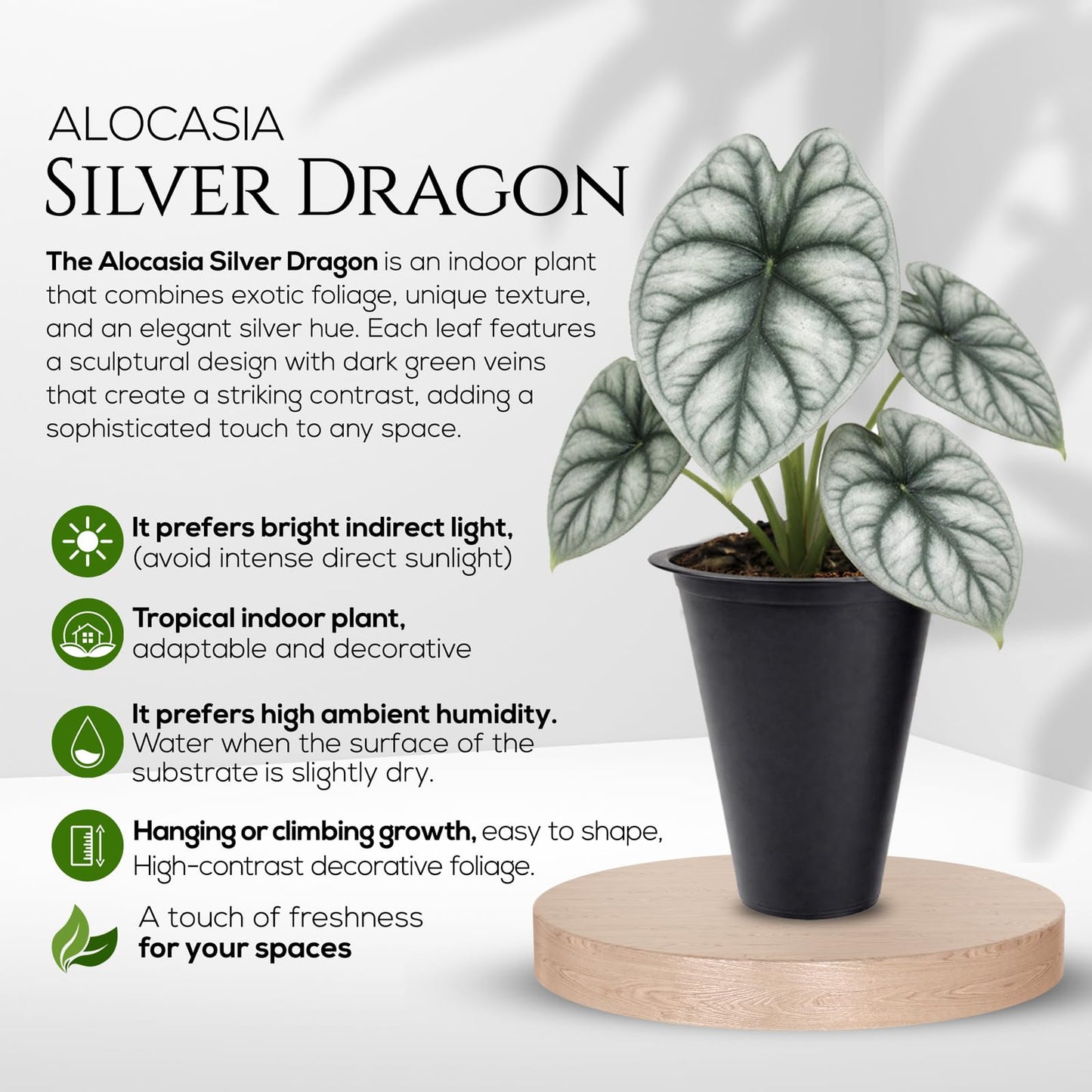 Alocasia Silver Dragon (4 Pack) Live Plant,Rare Indoor Alocasia,Silver Foliage Elephant Ear Plant,Tropical Houseplant Live, Starter Size Alocasia Plant,Houseplant for Home Decor and Indoor Growing