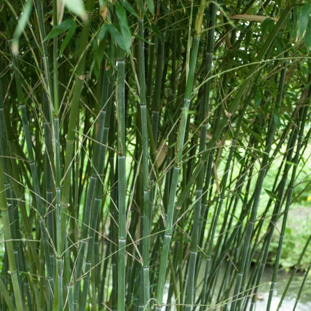 Live Plant - David Bisset Bamboo - 1 Gallon Size Live Plant, Hardy - (Phyllostachys Bissetii)