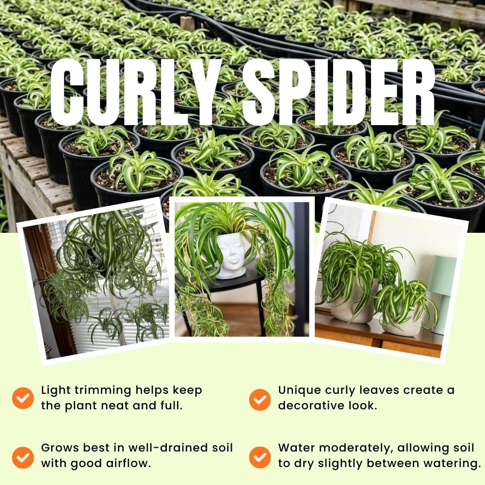 Variegated Curly Spider Live Plant 2" Pot, Spider Plants, Chlorophytum Curly Spider Airplane Plants for Planting Indoor Outdoor