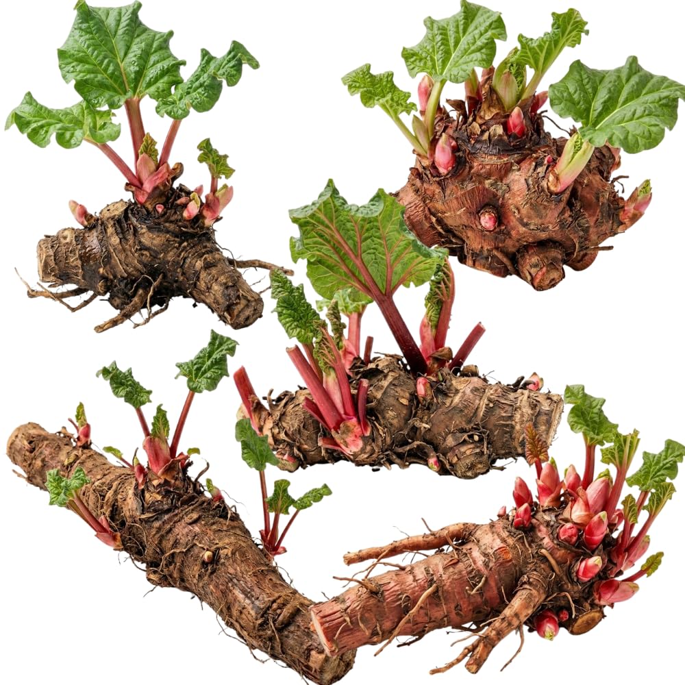 5 Rhubarb Roots for Planting, Crown Rhubarb Rhizomes Perennial Vegetable Plants, Cold Hardy Garden for Outdoor Growing