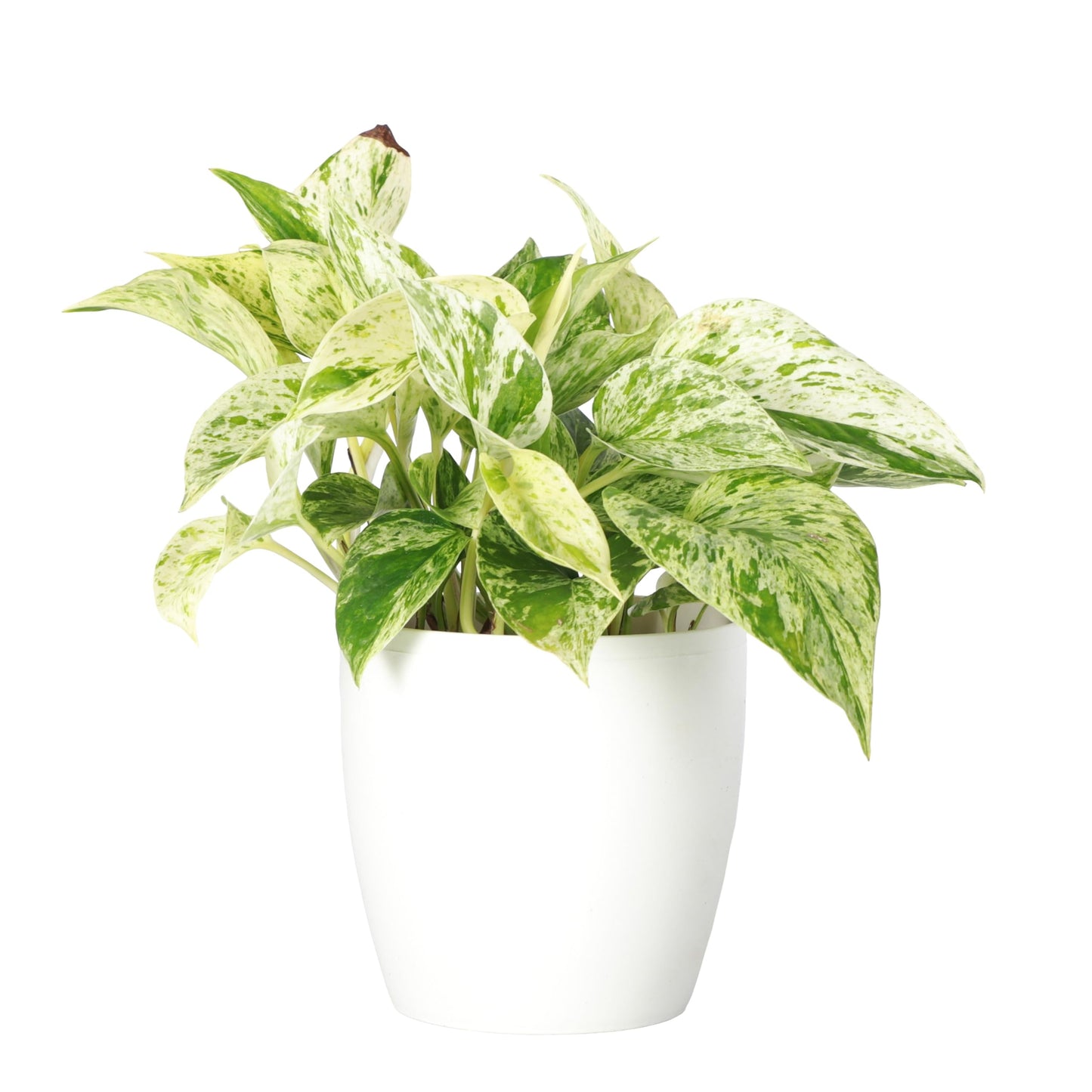 Thorsen's Greenhouse Marble Queen Pothos, Live Indoor Plant, Easy to Grow, Rare Variegated Houseplant, Natural Air Purifier, 4-inch Diameter Pot (White)