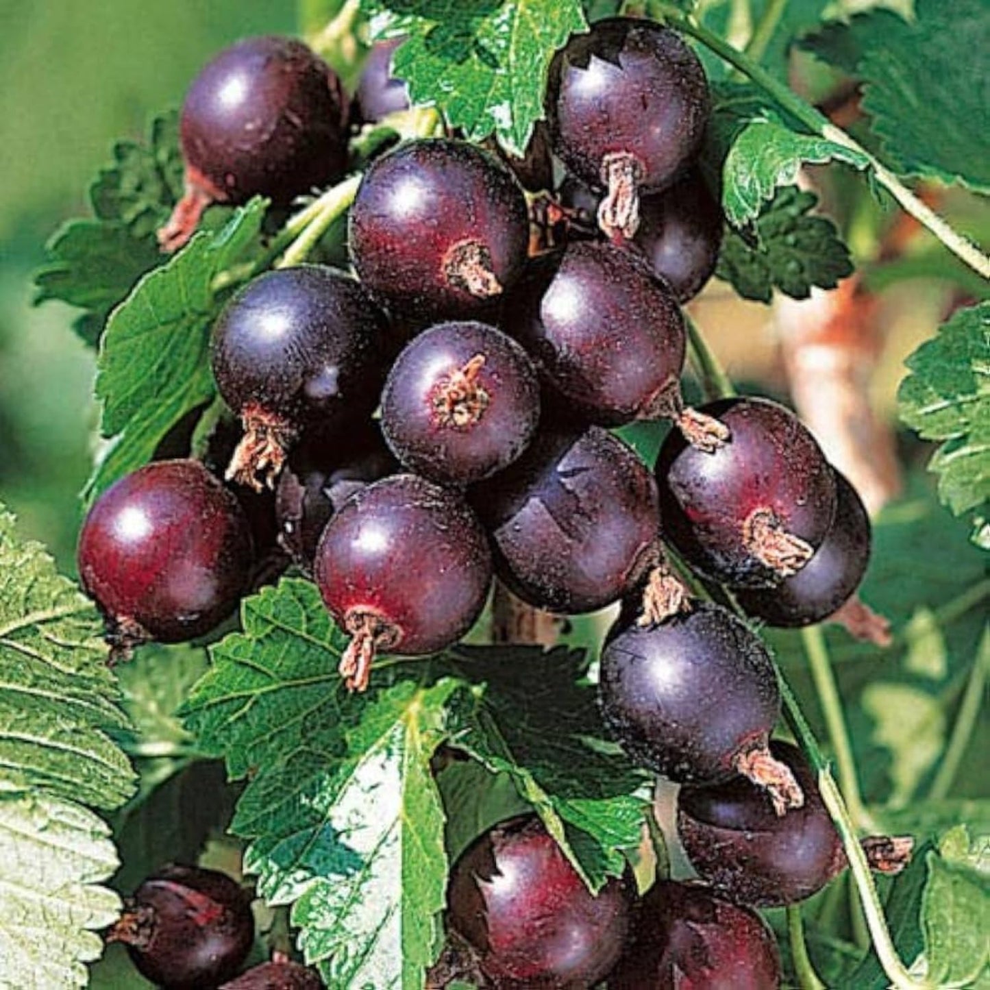 Jeanne Gooseberry Bush Live Plant Well Rooted, Berry Plant Live for Planting, 5-9" Tall