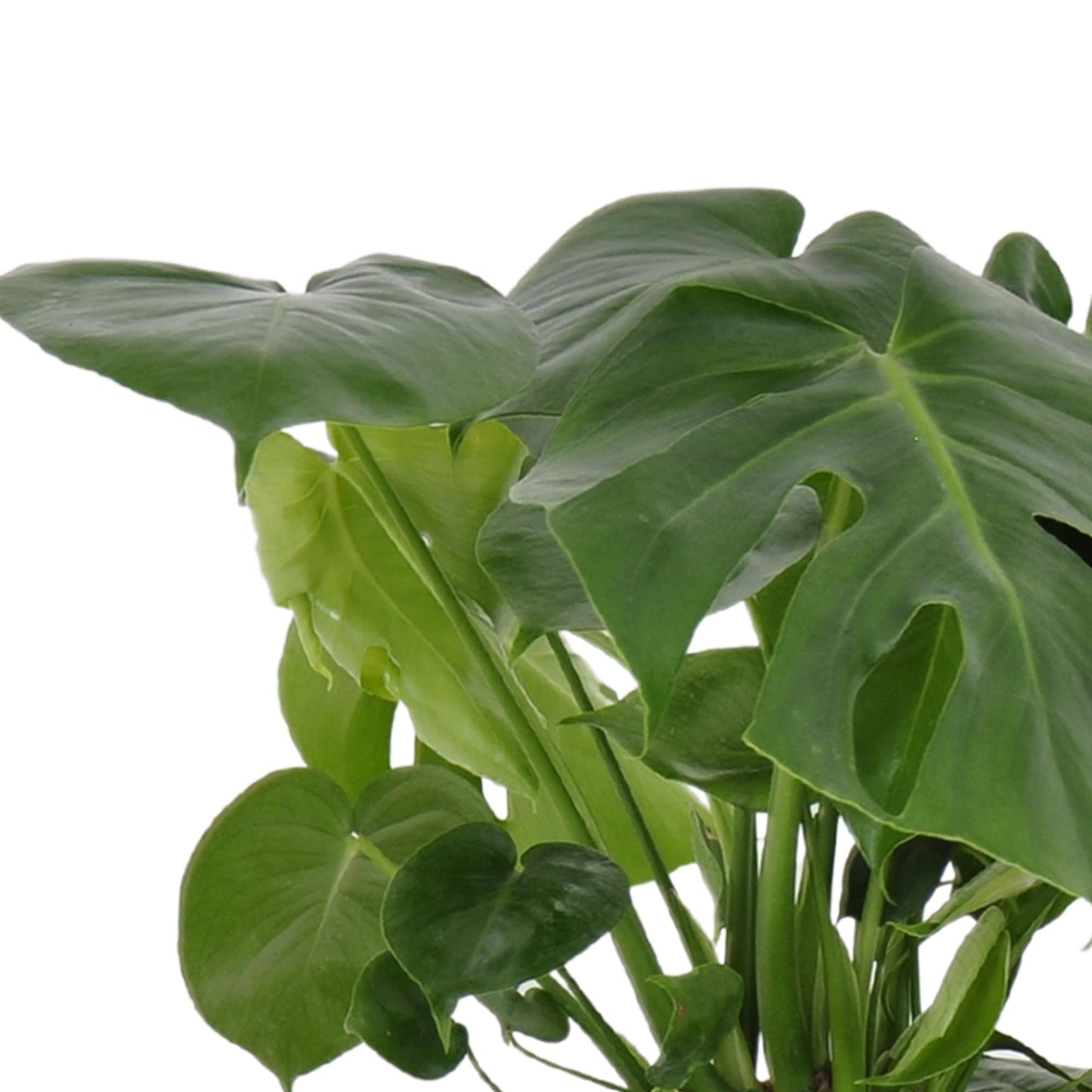 United Nursery Monstera Deliciosa Bundle 2-Pack Large 30-36 inches Tall Live Indoor Swiss Cheese Plants 10 inche Plants Pots, Air Purifying Tropical Floor Plants for Home and Office Decor