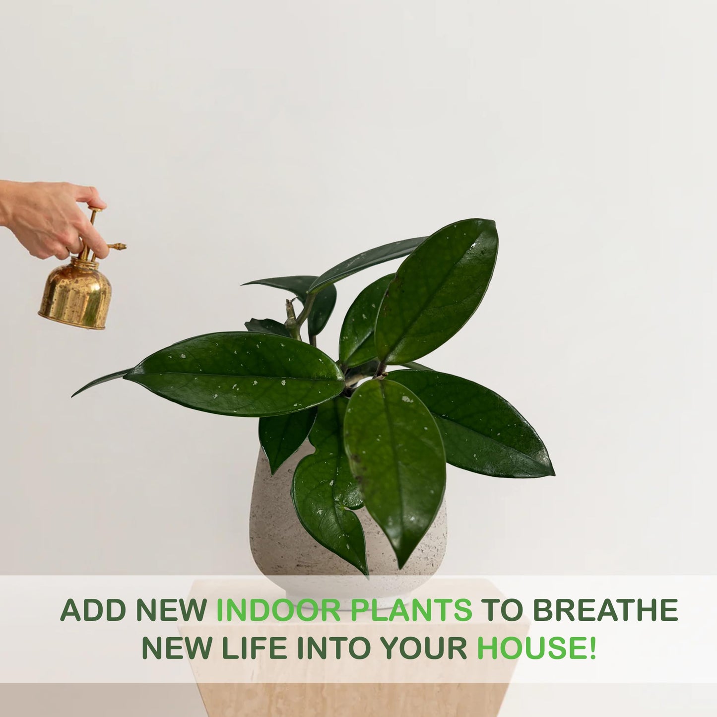 LEAL PLANTS ECUADOR Hoya Carnosa Live Plant (Pack of 2)| Wax Plant for Indoor Décor | Unique Houseplant with Waxy Foliage, Unique Gift for Plant Lover