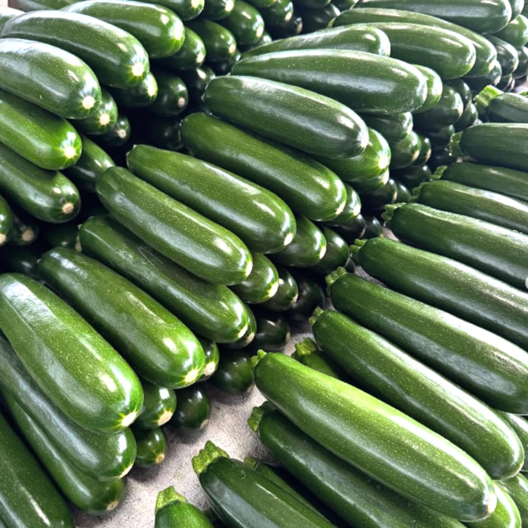2 Green Squash Zucchini Plants Seedlings, 4 Inches Pot, Squash Plants Live, Live Zucchini Plants