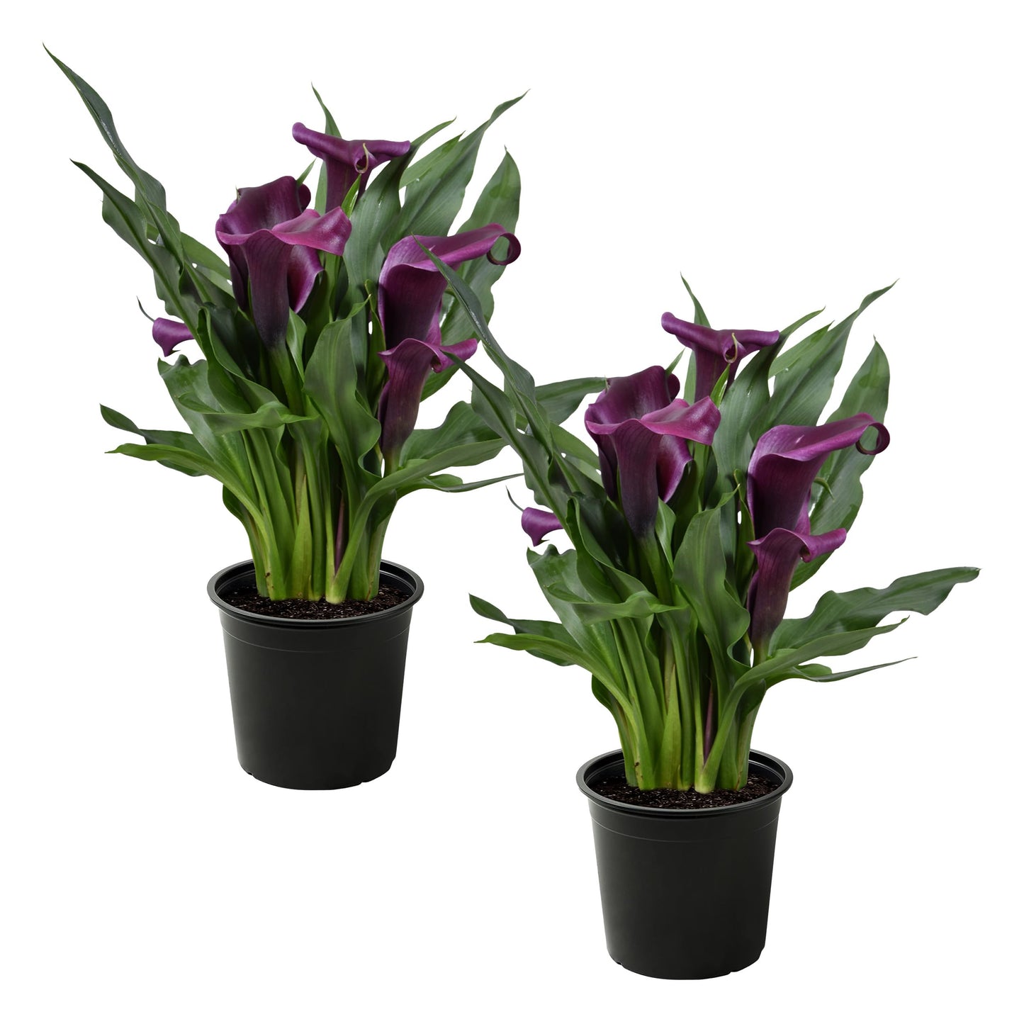 Live Flowering Calla Lily (2 Plants Per Pack) - Purple, 3+ Blooms - Beautiful Spring Perennial - 12" Tall by 5" Wide in 1 Qt Pot