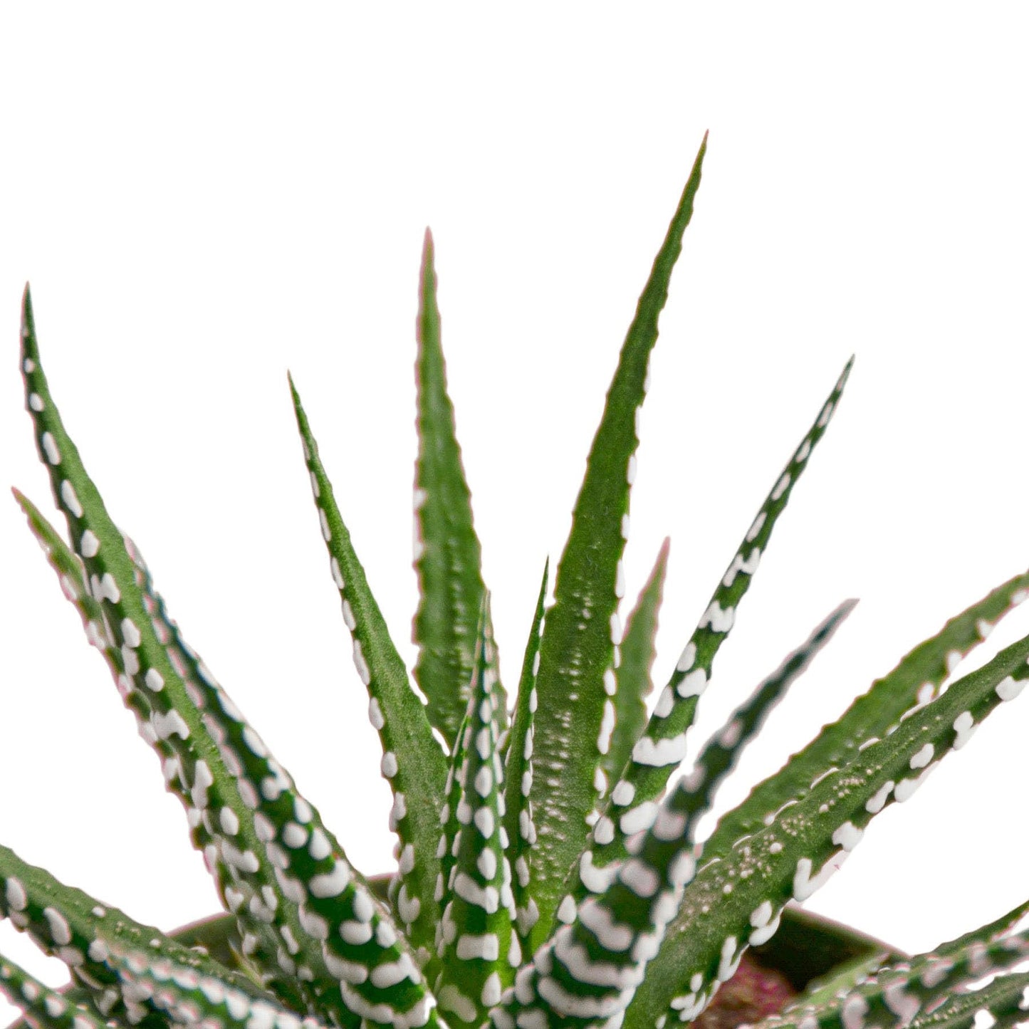 2 Pack Zebra Succulent - 6" Pot in 6in Pot - Live Succulent - Low Maintenance - Easy to Grow |Pet Friendly | Variegated | USA Growers | The Snobby Leaf