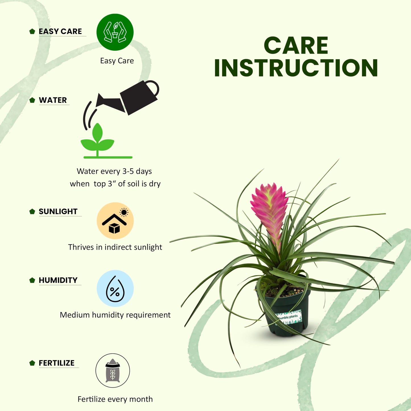 Bumble Plants Tillandsia Cyanea 'Pink Quill' Bromeliad Live Plants [Winter Thermal Packaging Included] | Vibrant Indoor Air Plant with Long-Lasting Pink Bracts& Purple-Blue Blooms, Pet-Friendly