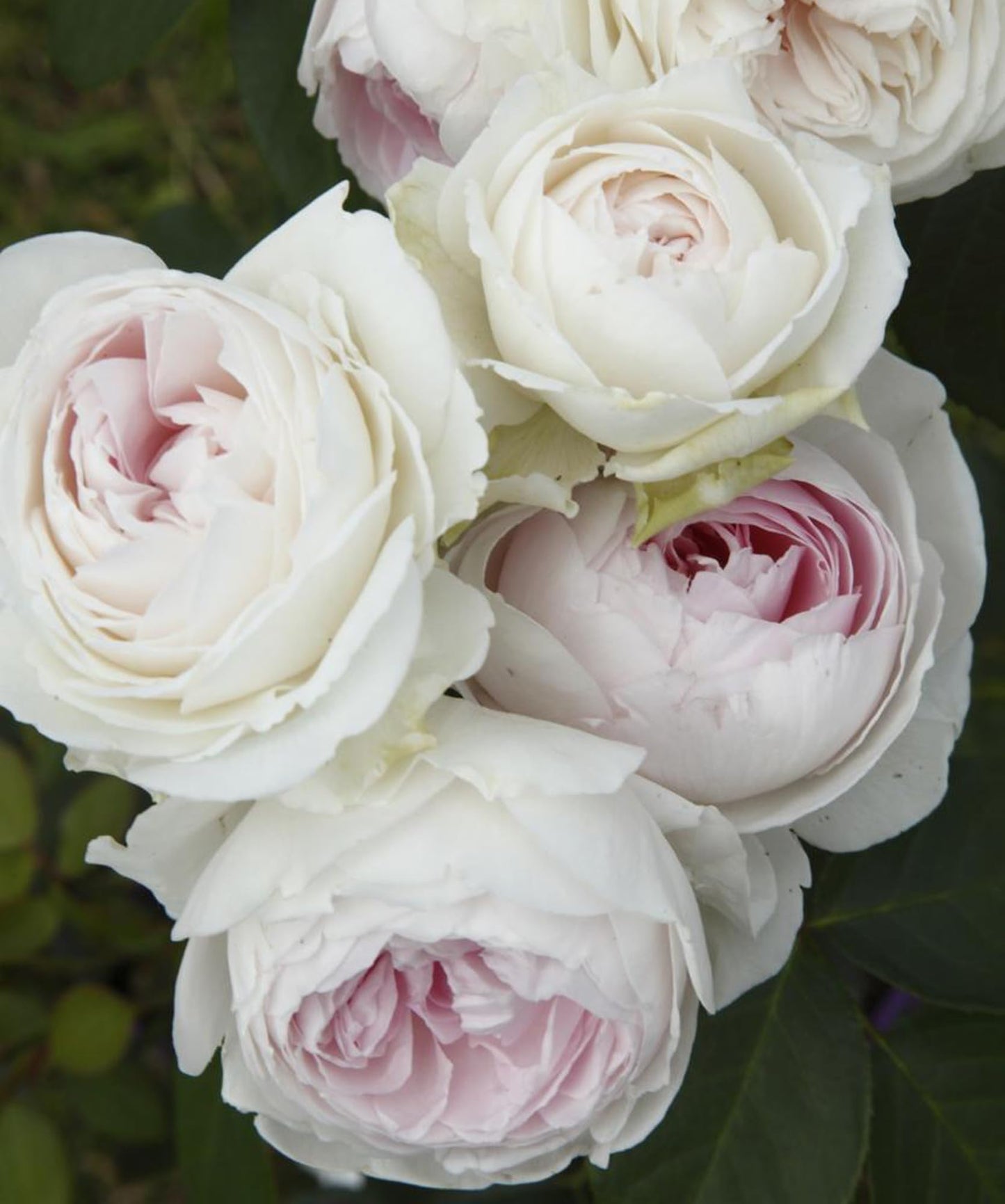 Earth Angel Parfuma Rose, 1.5 Gal Potted, Blush Pink Peony-Shaped Blooms, Own Root, Hardy Zones 5-10, Live Plant, Stargazer Perennials