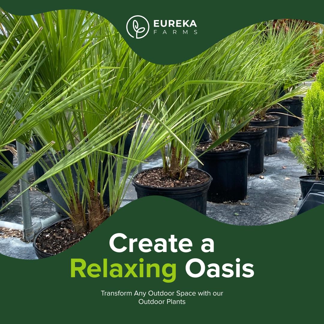 European Fan Palm Tree Multi - Chamaerops Humilis, Cold Hardy Mediterranean Palm, Drought-Tolerant Ornamental Plant for Patios, Gardens, and Landscapes (2gal Pot, 1-2ft)