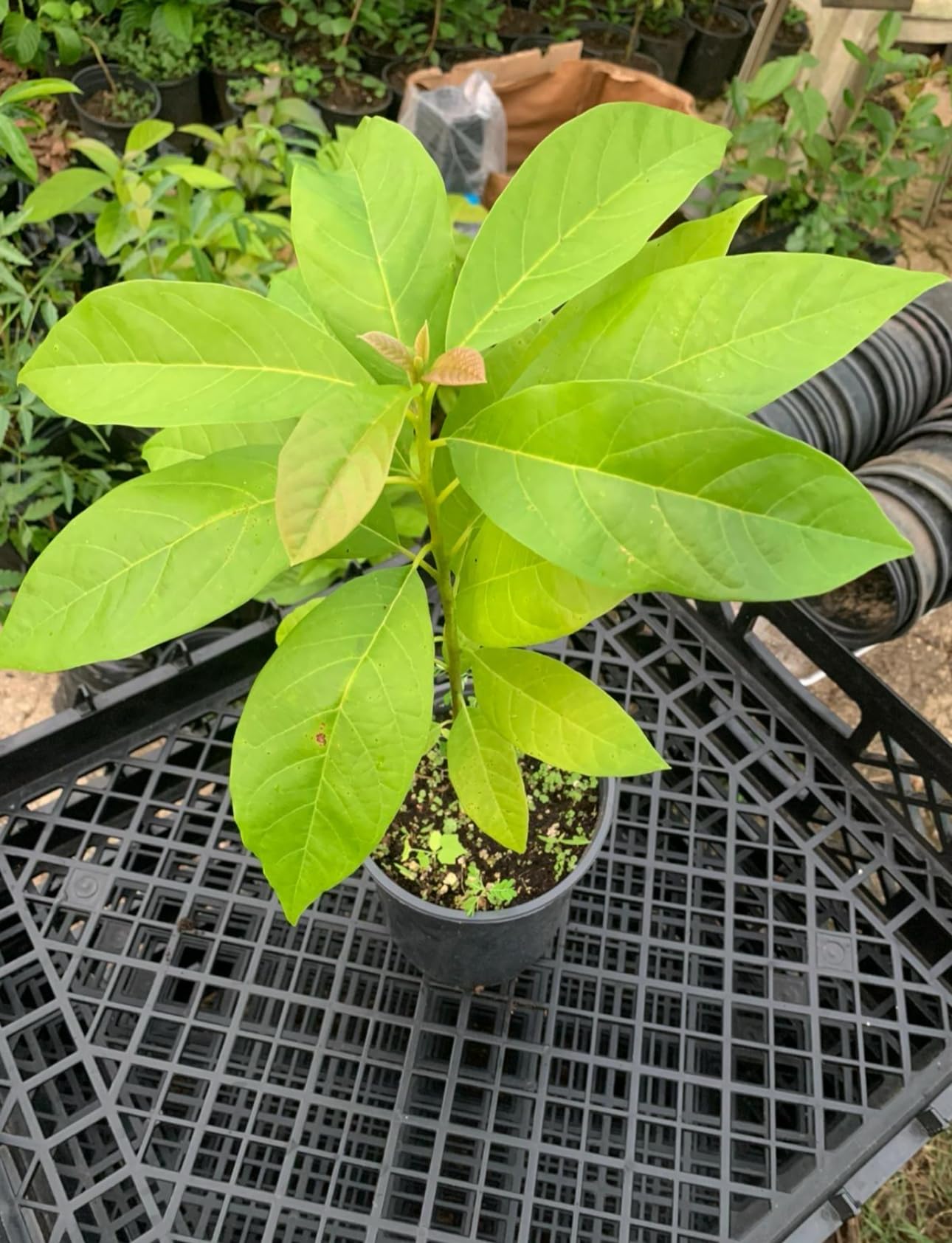 Avocado Long Neck (perseamericana) Live Fruit Tree (Aguacate) (10inch-1ft) Cuello Largo