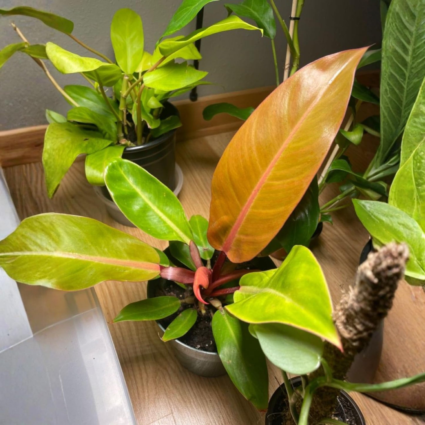 Philodendron Plant in 4 Inch Pot, Tropical Indoor Houseplant, Easy Care Foliage Plant for Home, Office, or Patio (Orange Philodendron)