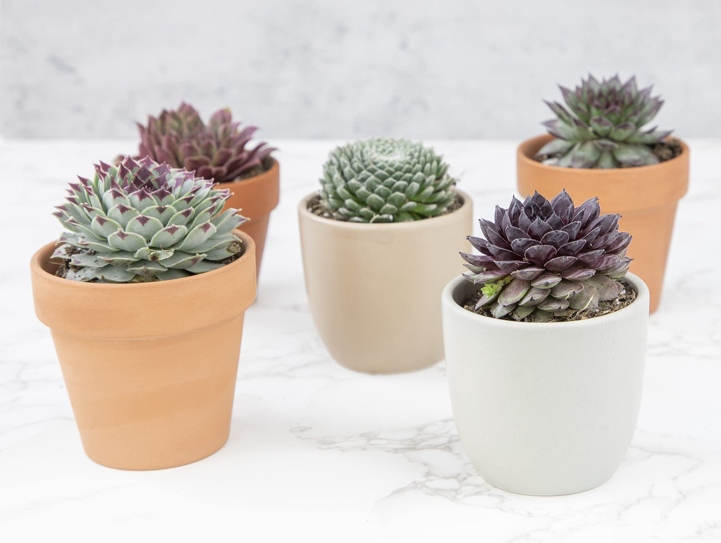 Sempervivum Succulents Plants Succulent Plant Decor (5PK), Live Plants Indoor Plants Live Houseplants, Gardening Gifts for Plant Lovers, Mini Succulent Plants for Delivery Prime by Plants for Pets