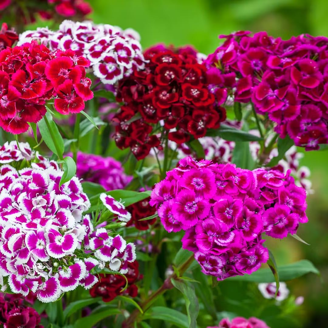 Random Color Dianthus Live Plant, Dianthus Carnation Perennial Plant Live, Very Fragrant Mixed Colors, Size 3-6 Inc in Pot