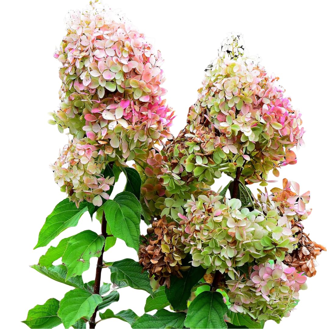 Hydrangea Bush Tree Plants Live, 5-9" Tall, No Pot, Dormant in Winter, Change Color Perennial Planting Indoor Outdoor, Long Lasting Blooms Flower (Can Trim as Tree, Pink White)