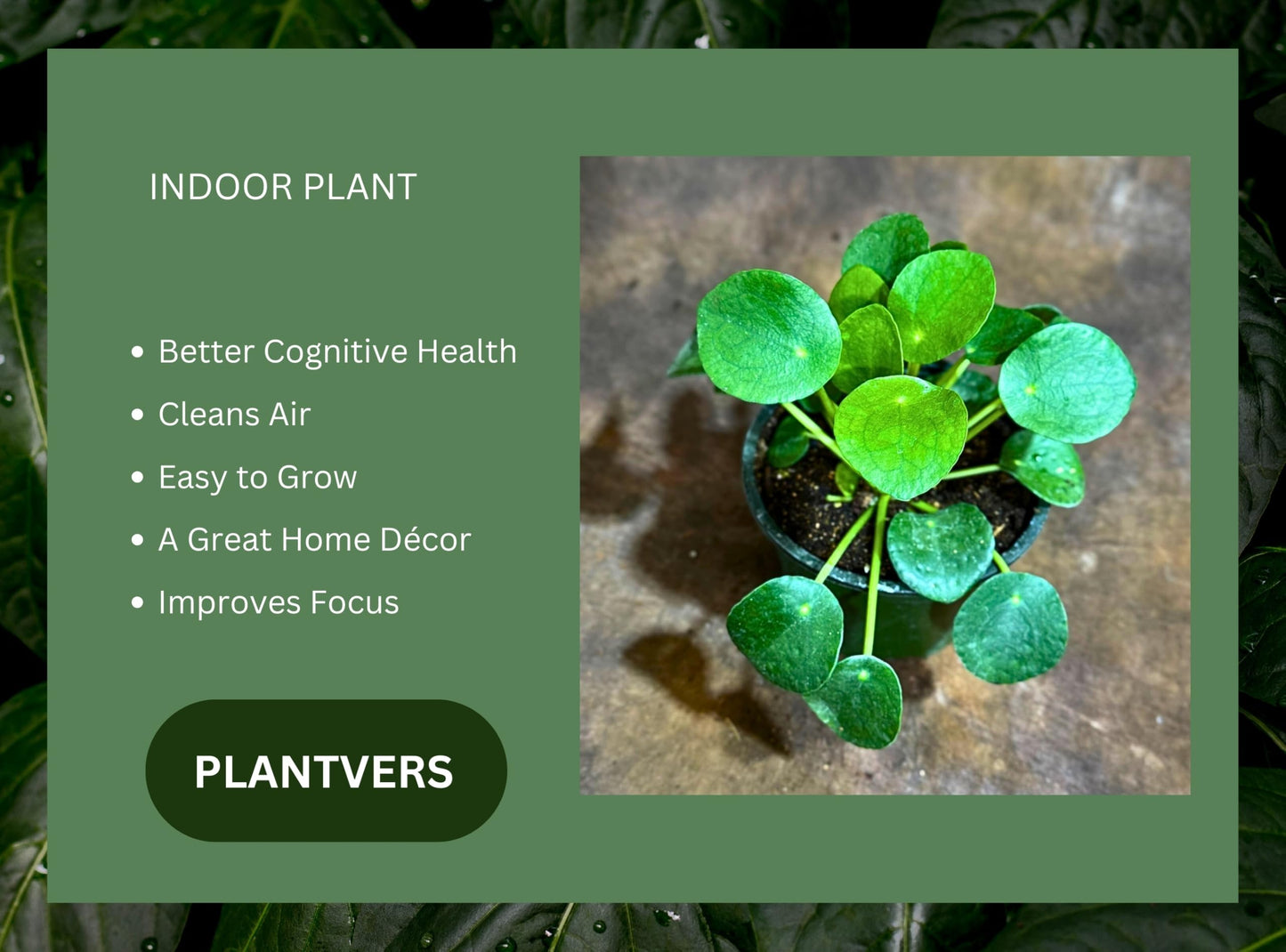 PLANTVERS Chinese Money Plant in a 4" Grow Pot – Pilea Peperomioides – Coin-Shaped Green Leaves Plant – Easy-Care Houseplant for Low Light – Low Maintenance Indoor Plant
