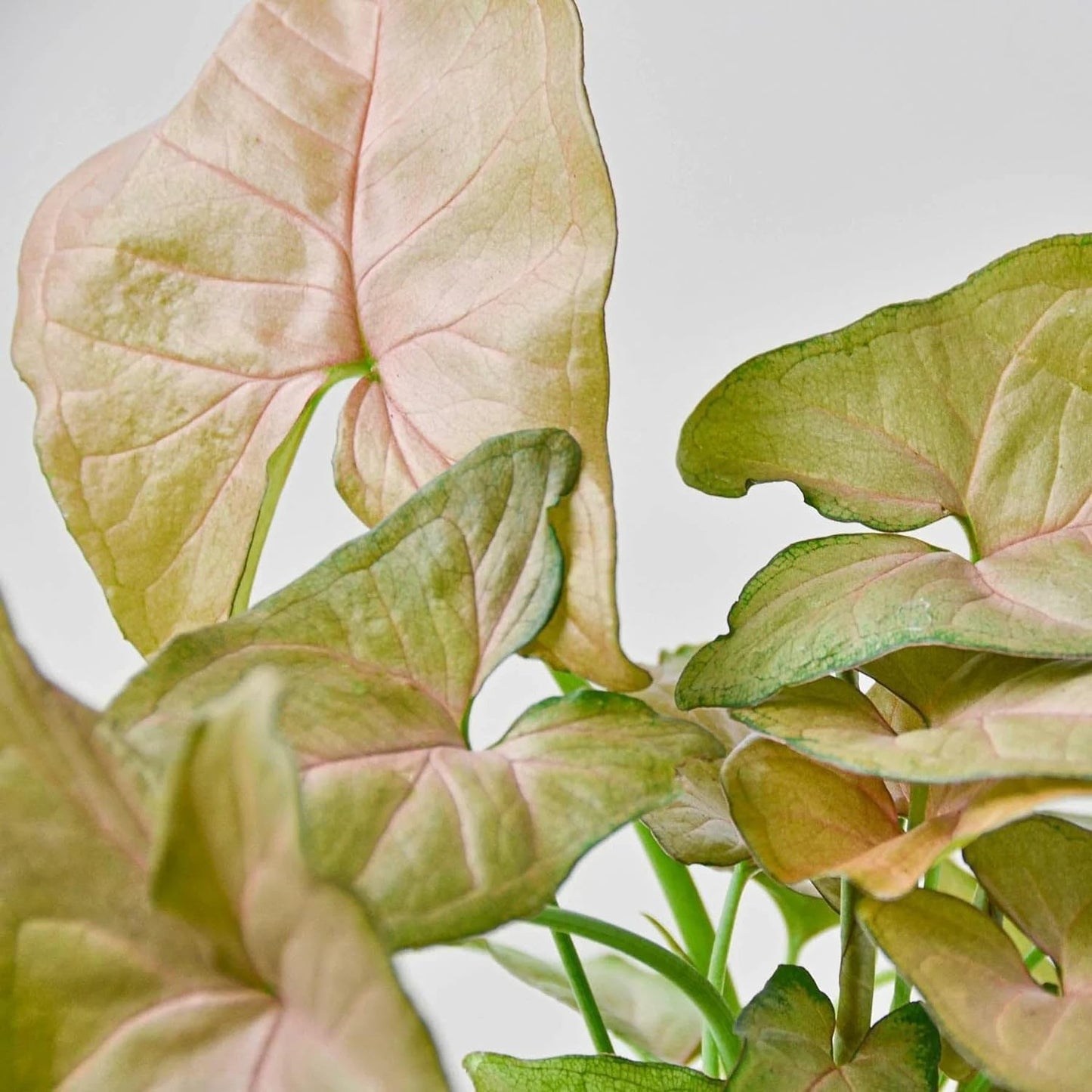 Syngonium 'Strawberry' | Live Plant for Indoor & Outdoor | for Living Room, Office, Bathroom | (6" Pot)