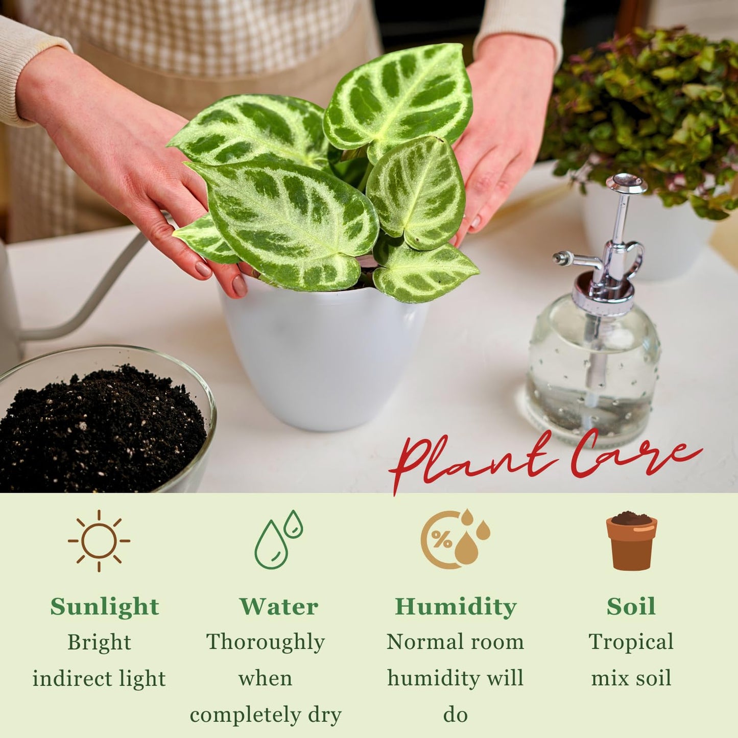 Anthurium Live Plant with 2" Planter - Anthurium Silver Blush - Easy to Care and Grow Air Purifying Indoor House Plants - Flowers for Home Office Wedding Decor & Giftable (Heat Pack Included)