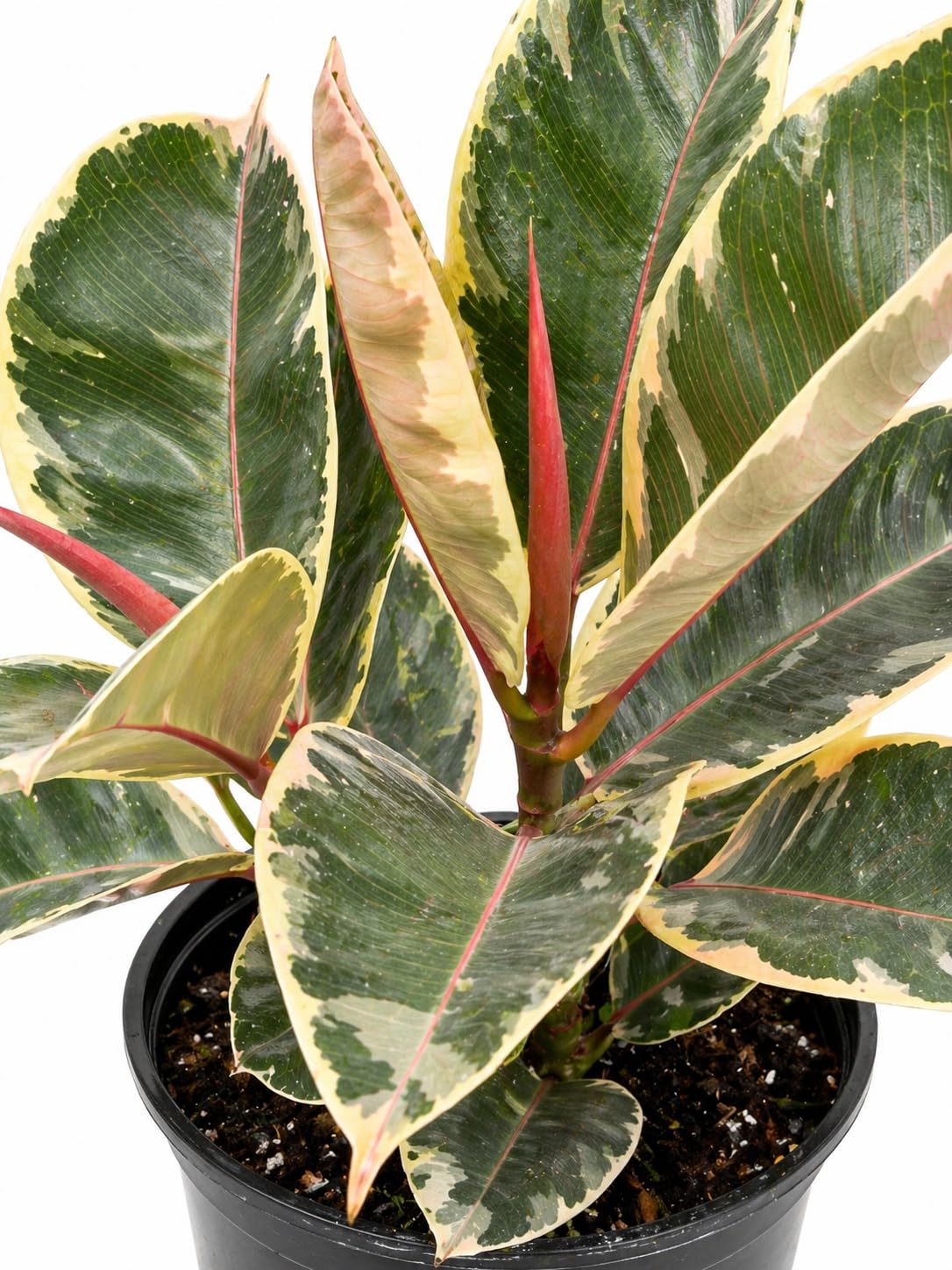 Variegated Rubber Plant, Ficus Elastica, Creamy White, Soft Green and Pink Foliage, 1 Gallon, Low-Maintenance Indoor Houseplant