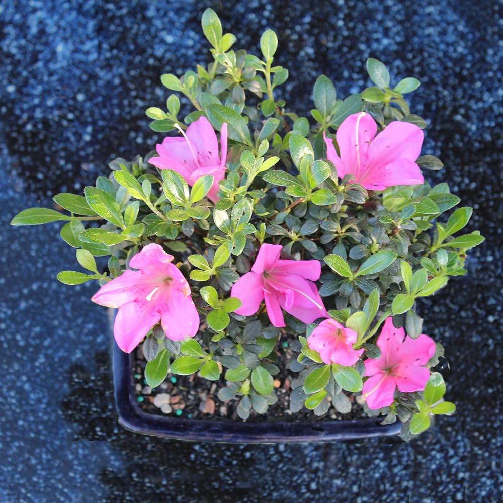 Brussel's Bonsai - Live Satsuki Azalea Flowering Bonsai Tree in Ceramic Bonsai Pot, Outdoor Bonsai Tree Live Plant, 5 Years Old, 5-8 Inches Tall, Easy Care Plant for Patio Garden (Small)