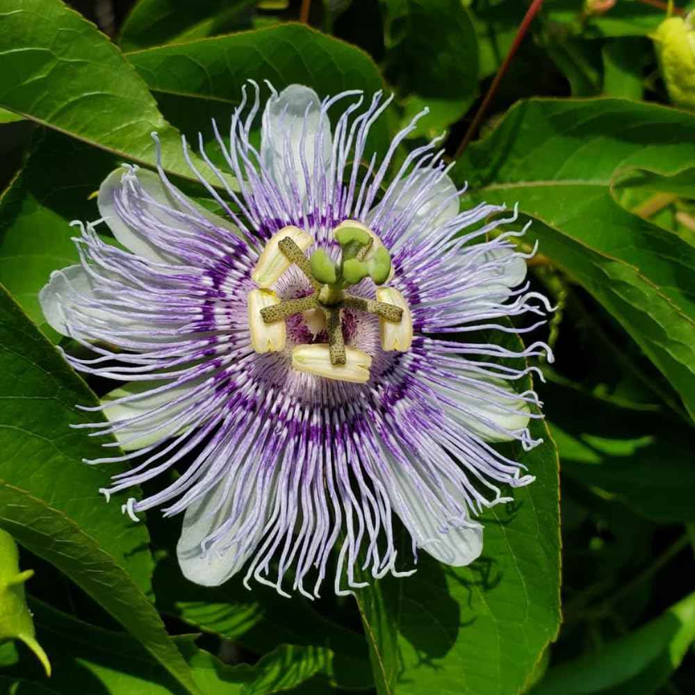 Set 2 Light Purple Passion Flower Plants Live, Passiflora Flower Vine 4-7'' Tall, Fragrant Climbing Plant for Garden, Patio, Containers