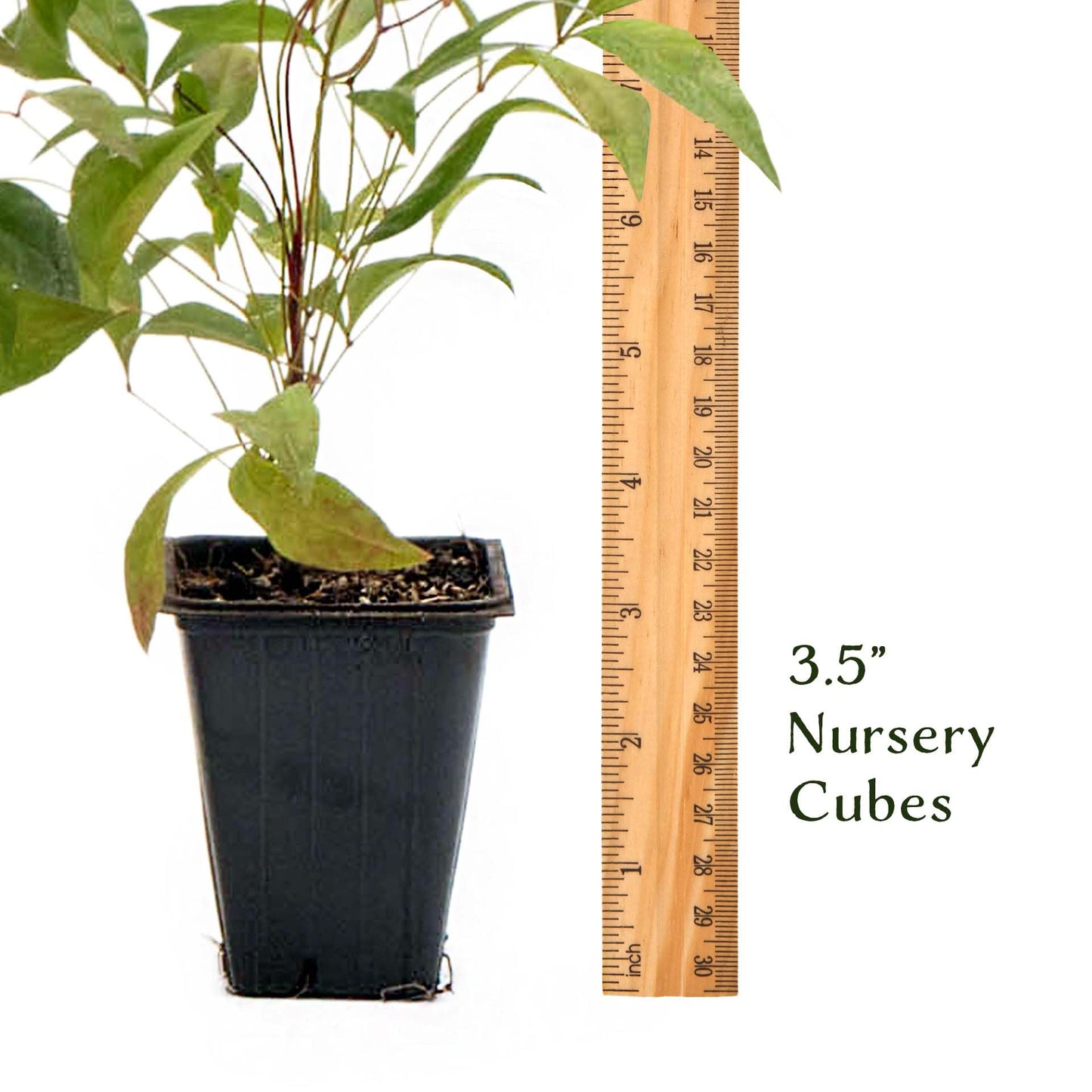 4 Fire Power Heavenly Bamboo in 2.5” Nursery Cubes (Nandina domestica 'Fire Power') | Dwarf Evergreen Shrub with Bright Red Foliage and Compact Growth | Live Starter Plants