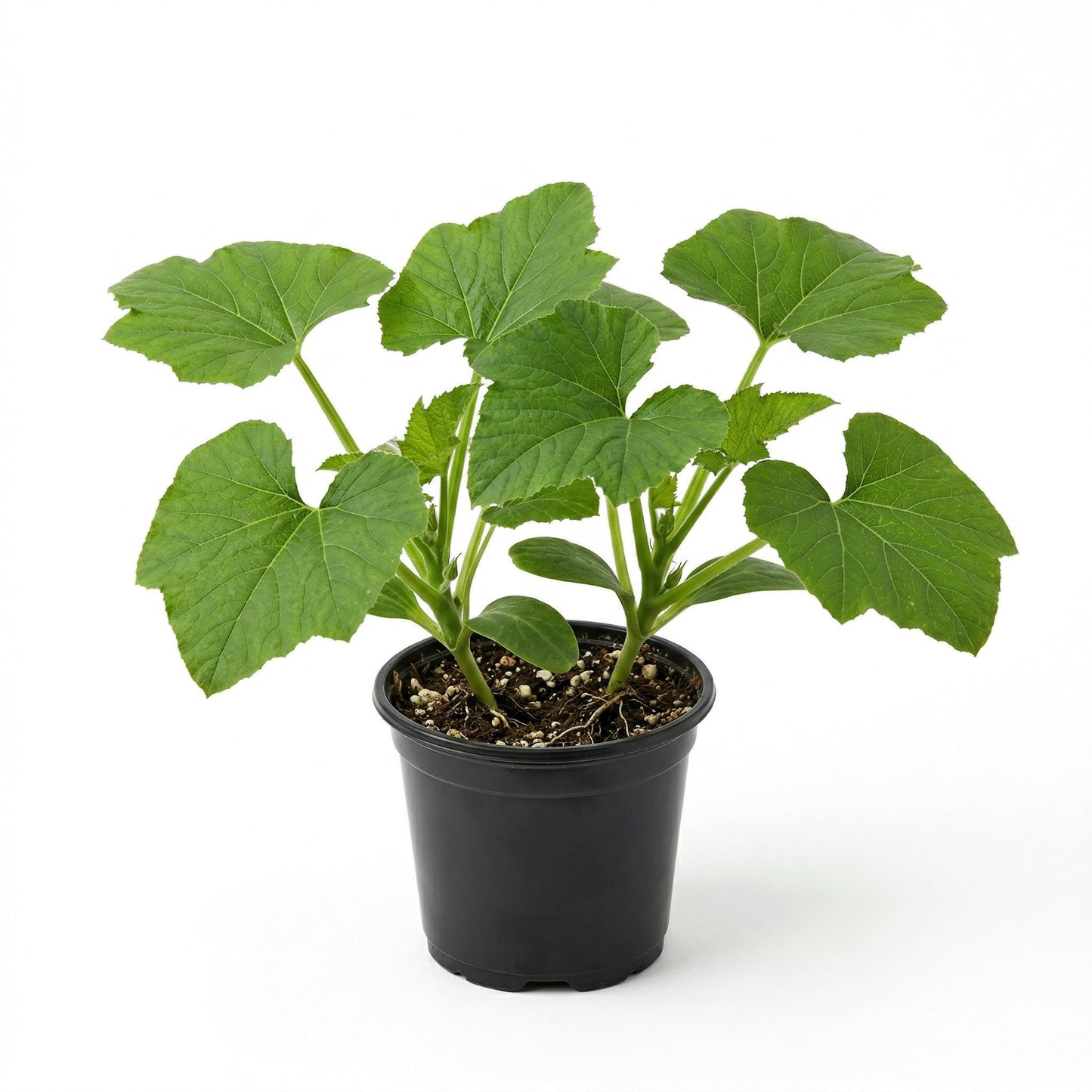 2 Yellow Zucchini Plants for Planting, Hardy Squash Plant in 4'' Pot, Live Zucchini Plants, 4-6 Inches Tall, 2 Plants per Pot, Well-Rooted