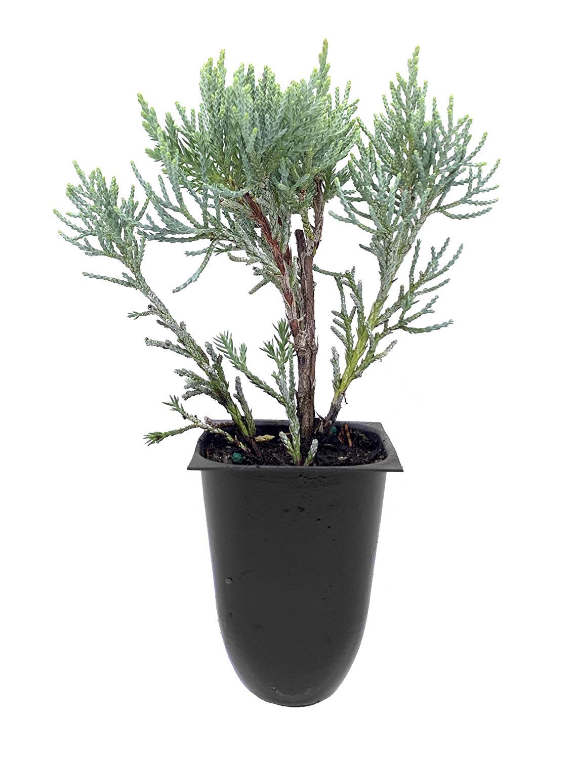 Blue Pfitzer Juniper - 3 Live Plants - Juniperus Chinensis - Drought Tolerant Cold Hardy Evergreen Ground Cover