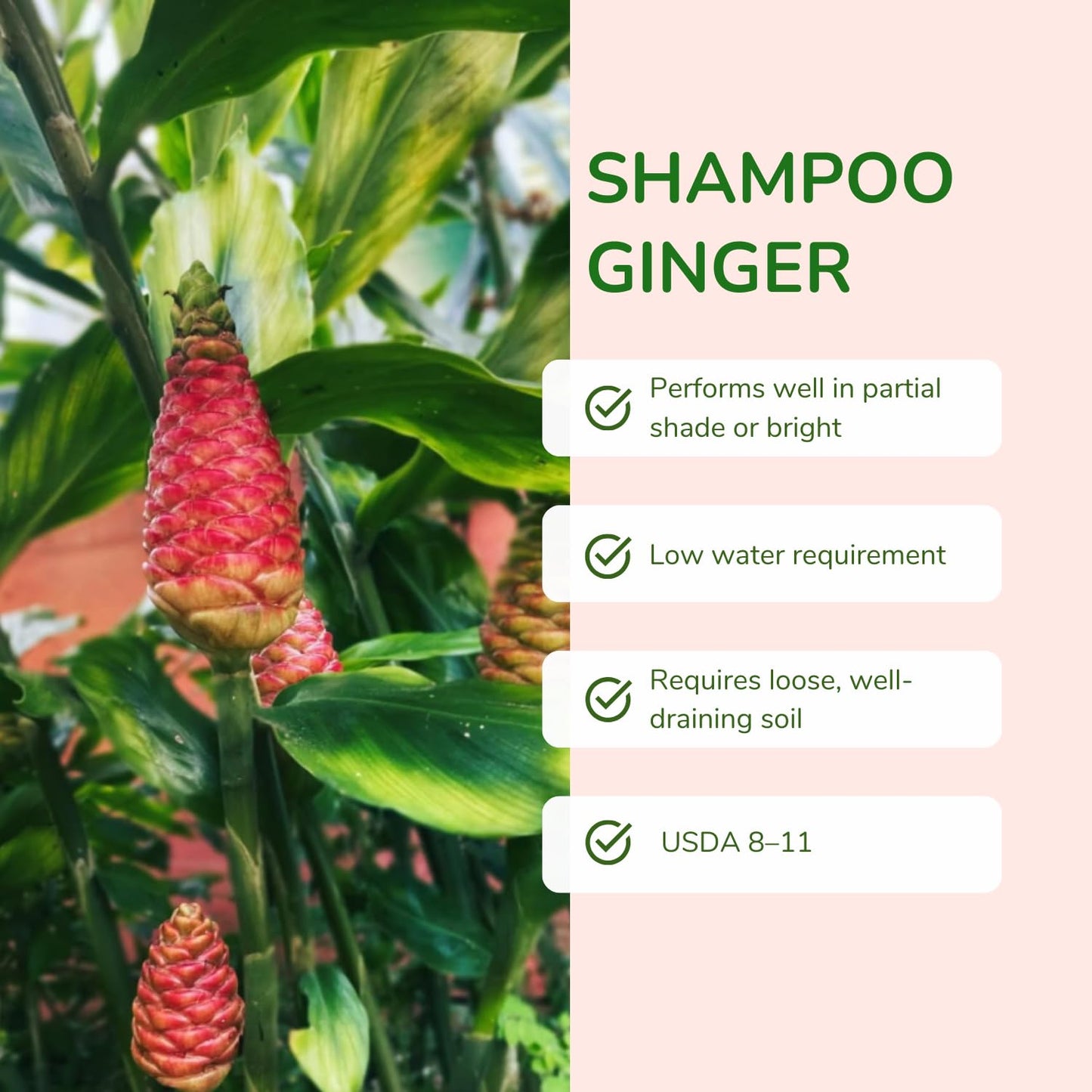 Shampoo Ginger Plant, Cold Hardy Red Ginger, 3-5 Inches Tall, Zingiber Zerumbet Live Outdoor Landscape