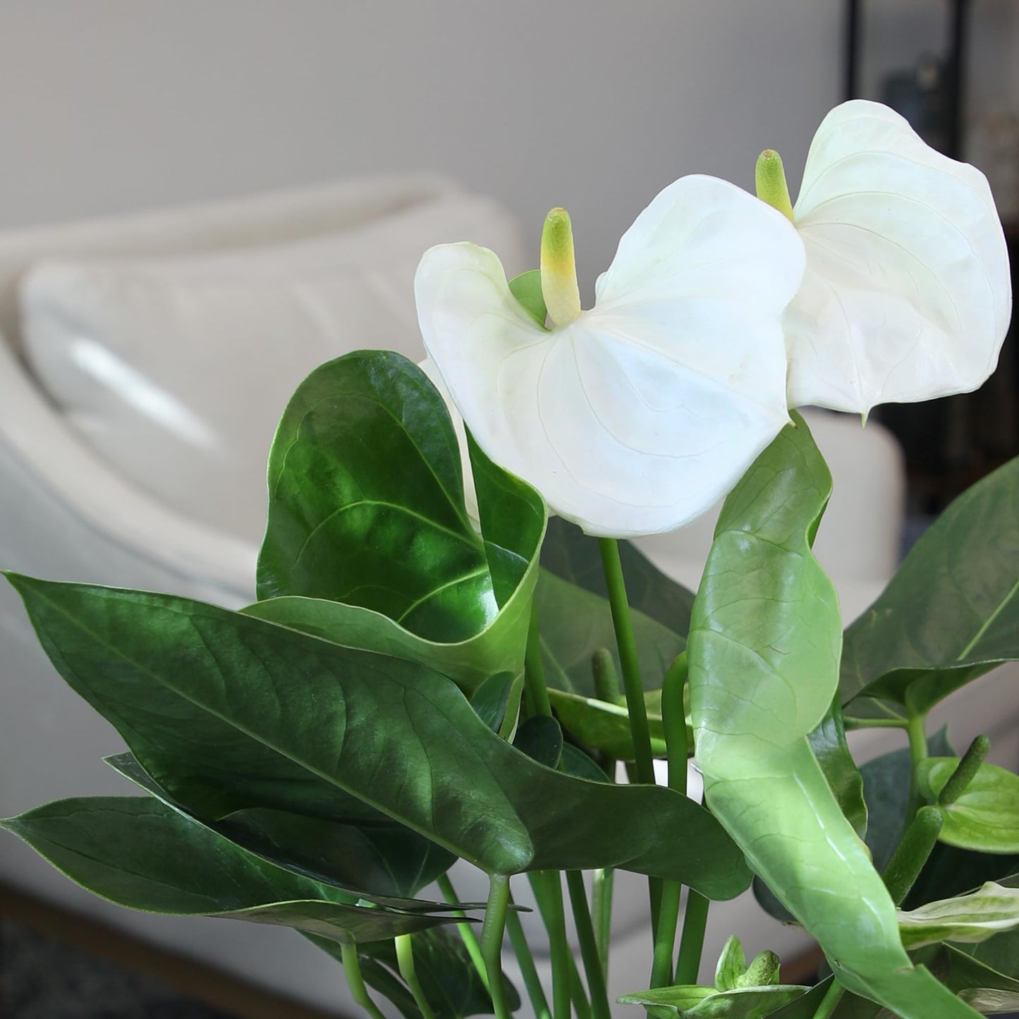 White Anthurium Live Sympathy Plant (Approx 18-21" Tall), Easy to Grow Flowering Houseplant in 6" White Decor Pot by Plants for Pets