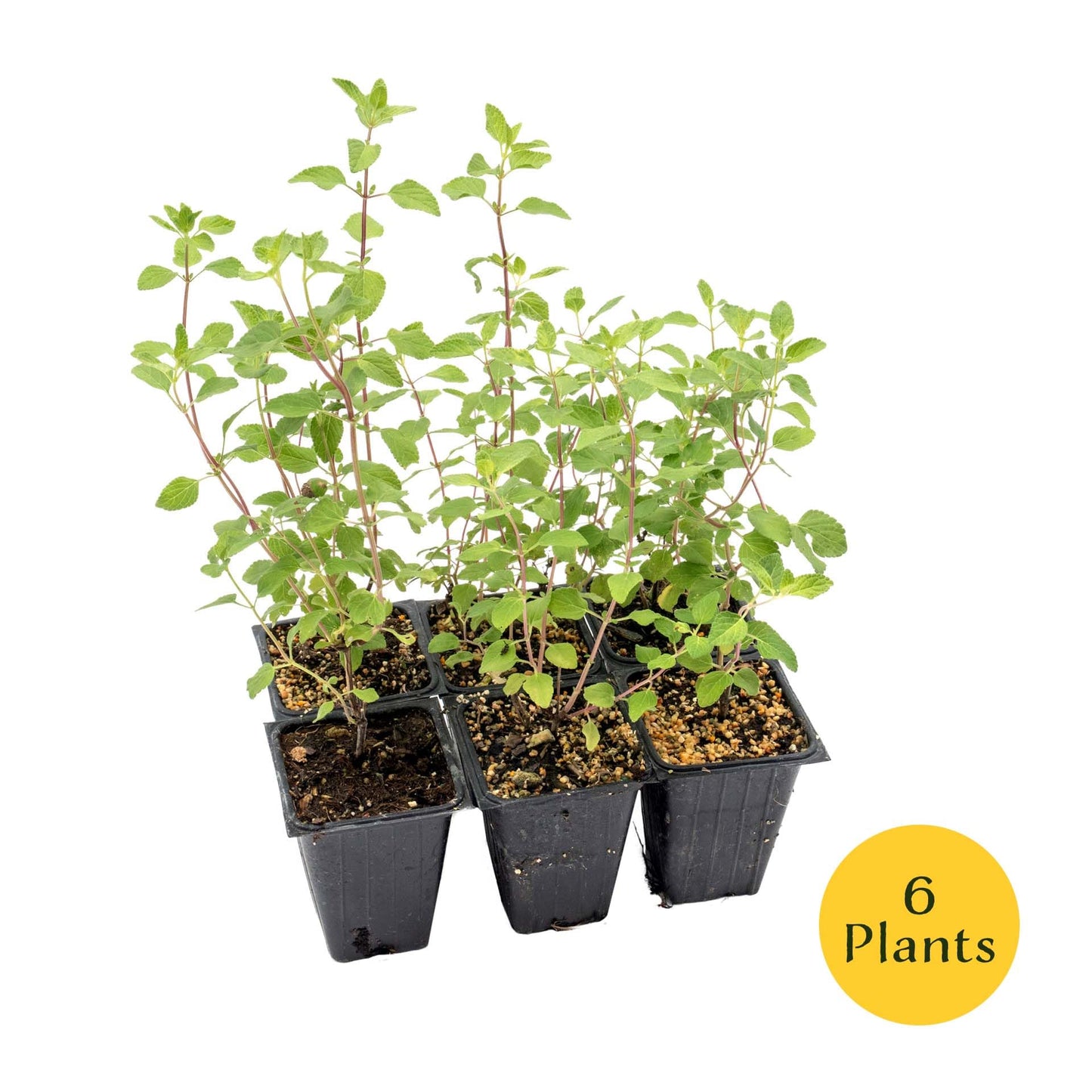 6 Hot Lips Sage in 3.5” Nursery Cubes (Salvia microphylla ‘Hot Lips’) | Vibrant Red & White Flowering Perennial Shrub for Borders, Containers & Pollinator Gardens | Ready-to-Plant Live Starter Plants