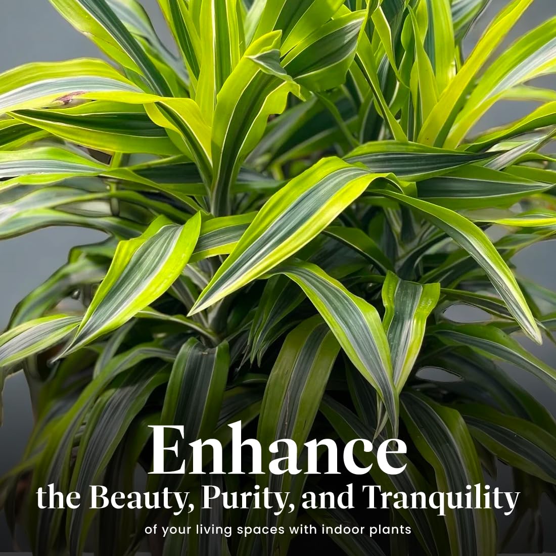 American Plant Exchange Dracaena Lemon Lime – 3-Gallon with Pot – Live Indoor/Outdoor Air Purifying Plant, Vibrant Green Foliage for Home, Office, or Patio Decor