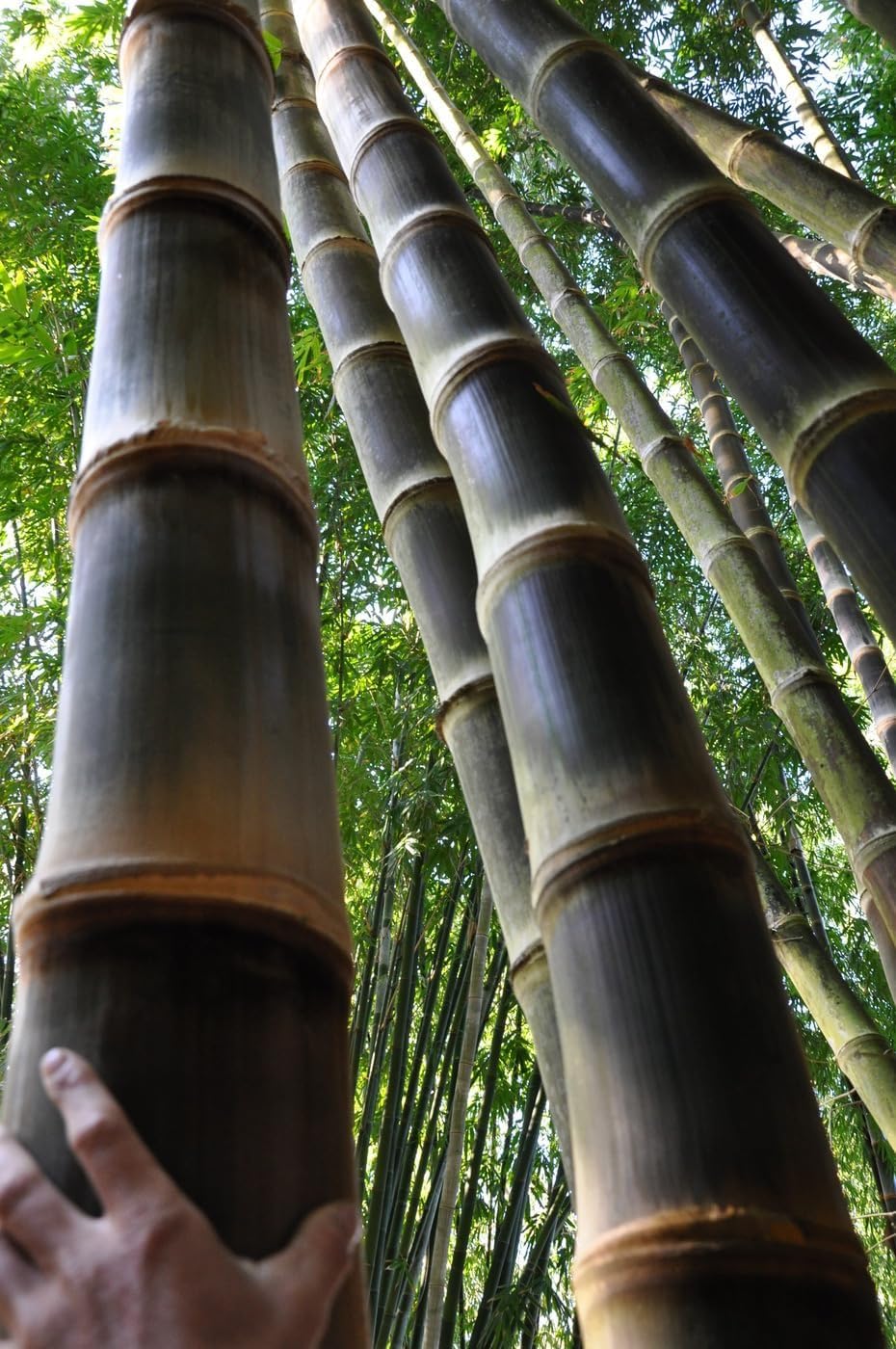 Black Bamboo | Dendrocalamus Asper Hitam | 1 Live Gallon Size Plant | Exotic Tropical Decor | Fast Growing Privacy Screen | Unique & Hardy