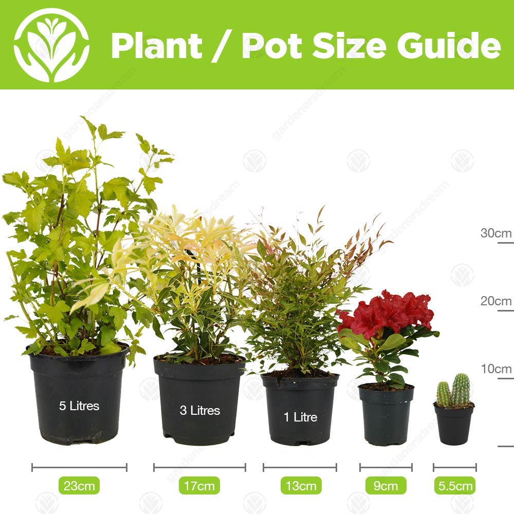 Golden Wedding Rose - 50th Wedding Anniversary - Help Celebrate a Special Couple's Golden Anniversary with a Unique Living Plant Gift